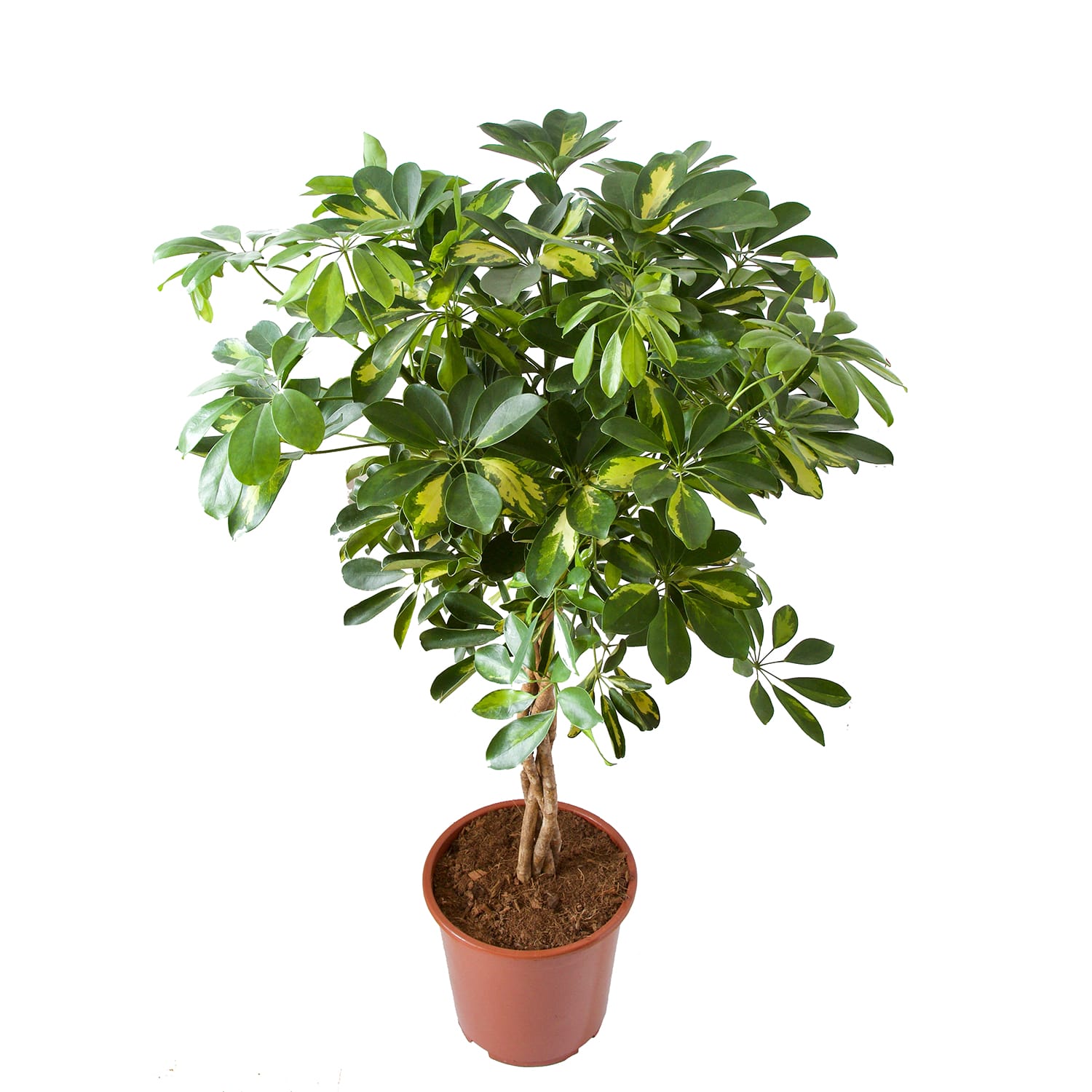 Schefflera Arboricola gold capella ↑ 100 cm ⌀ 27 cm - Afbeelding 4