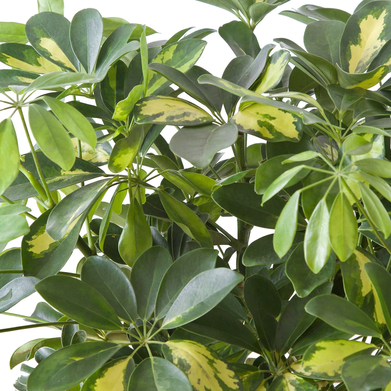 Schefflera Arboricola gold capella ↑ 100 cm ⌀ 27 cm - Afbeelding 6