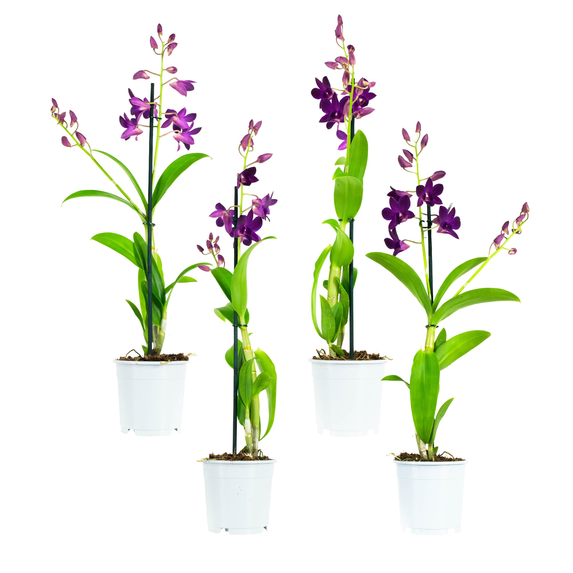 Orchidee Dendr Sa-nook P Happiness - 4 stuks ↑ 55 cm