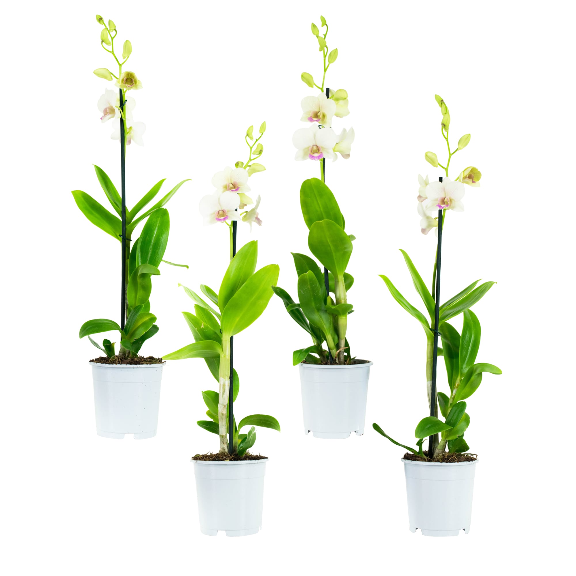 Orchidee Dendr Sa-nook Snow Jade - 4 stuks ↑ 55 cm