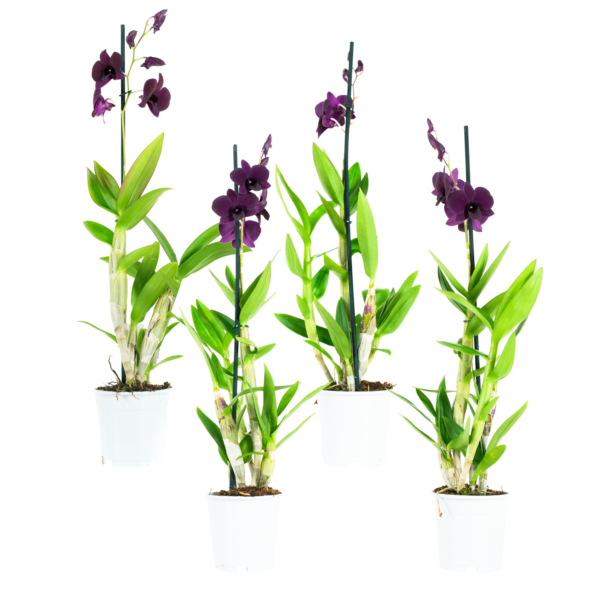 Orchidee Dendr Sa-nook Thailand Black - 4 stuks ↑ 60 cm