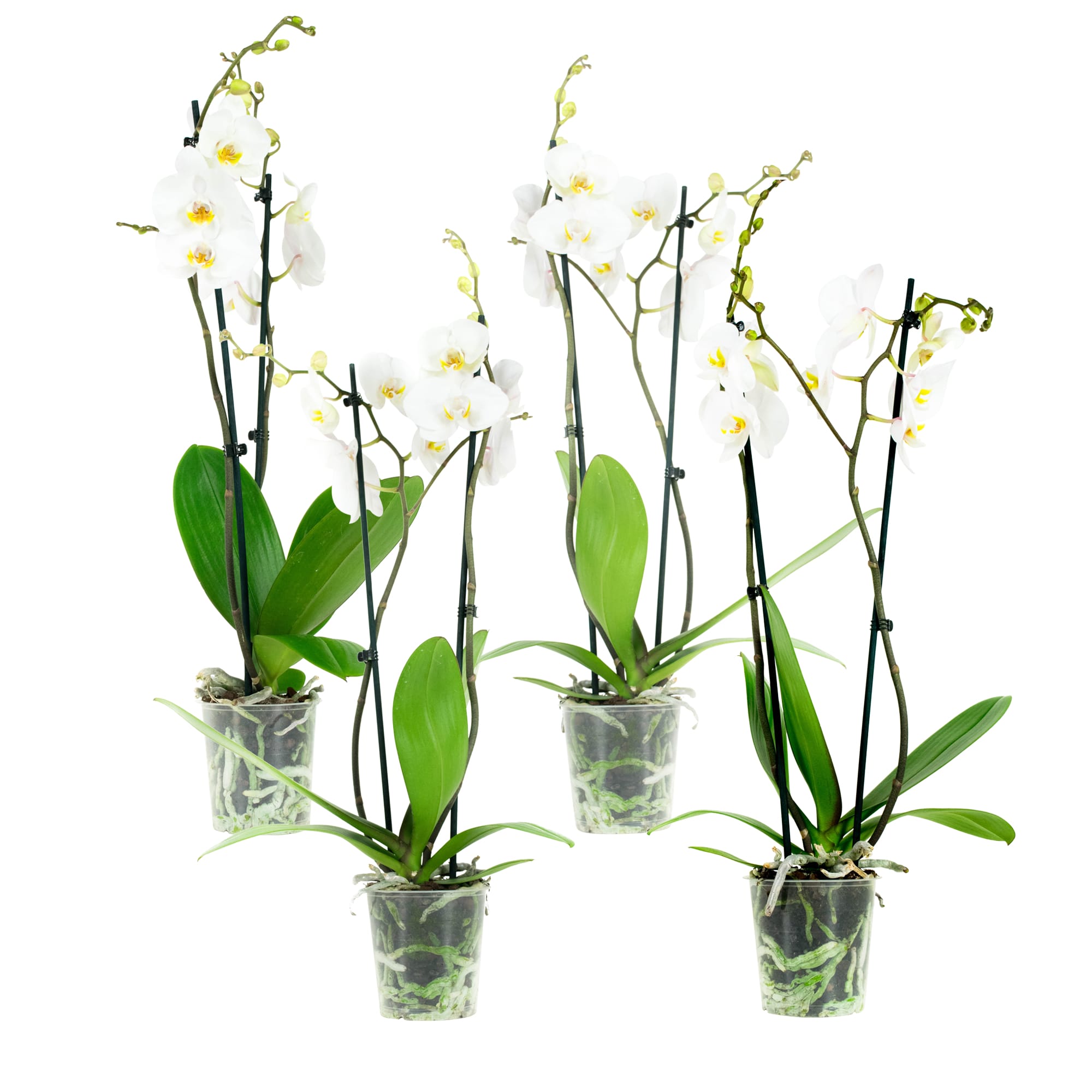 Orchidee Phal Springtime - 4 stuks ↑ 60 cm