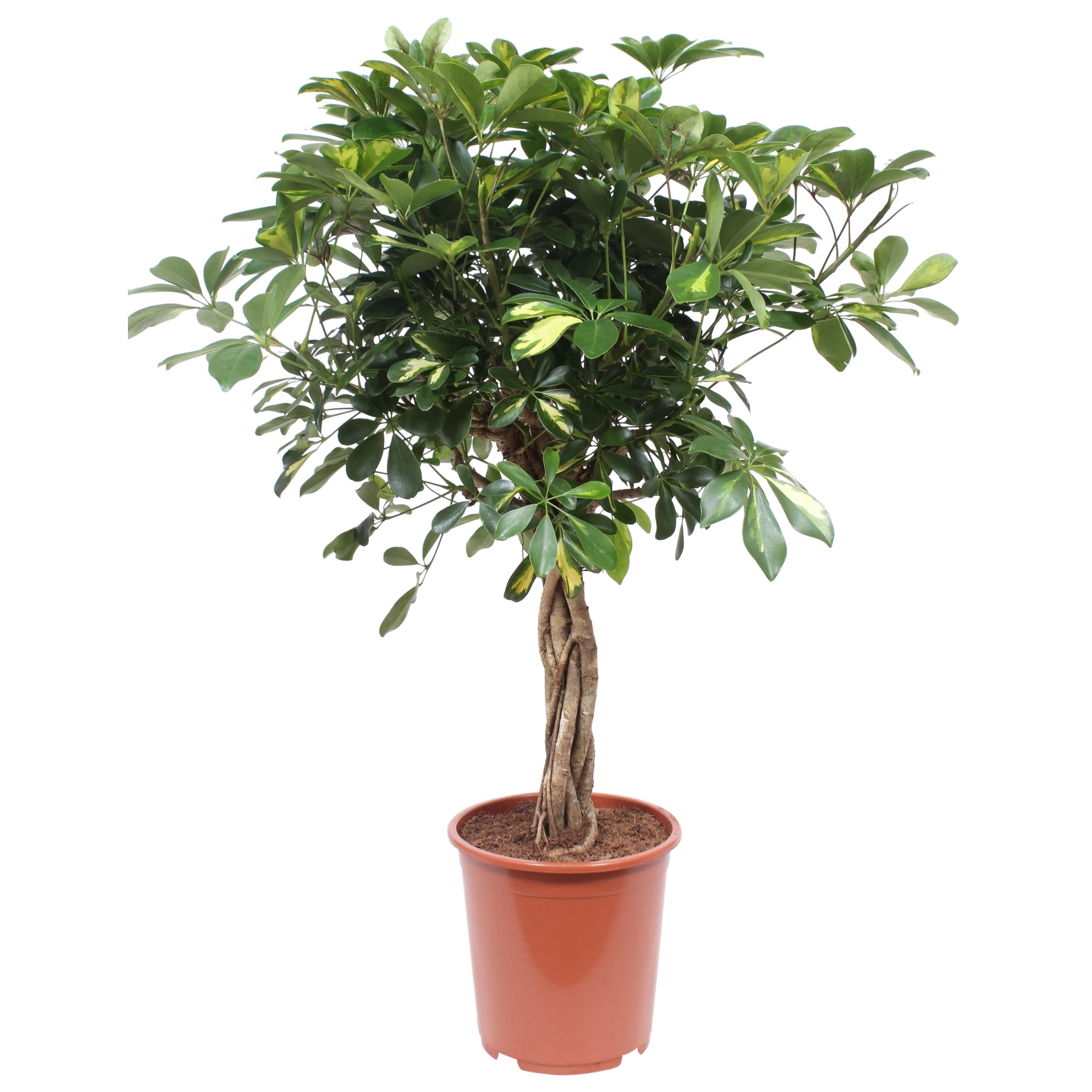 Schefflera Arboricola Gold Capella ↑ 80 cm ⌀ 19 cm