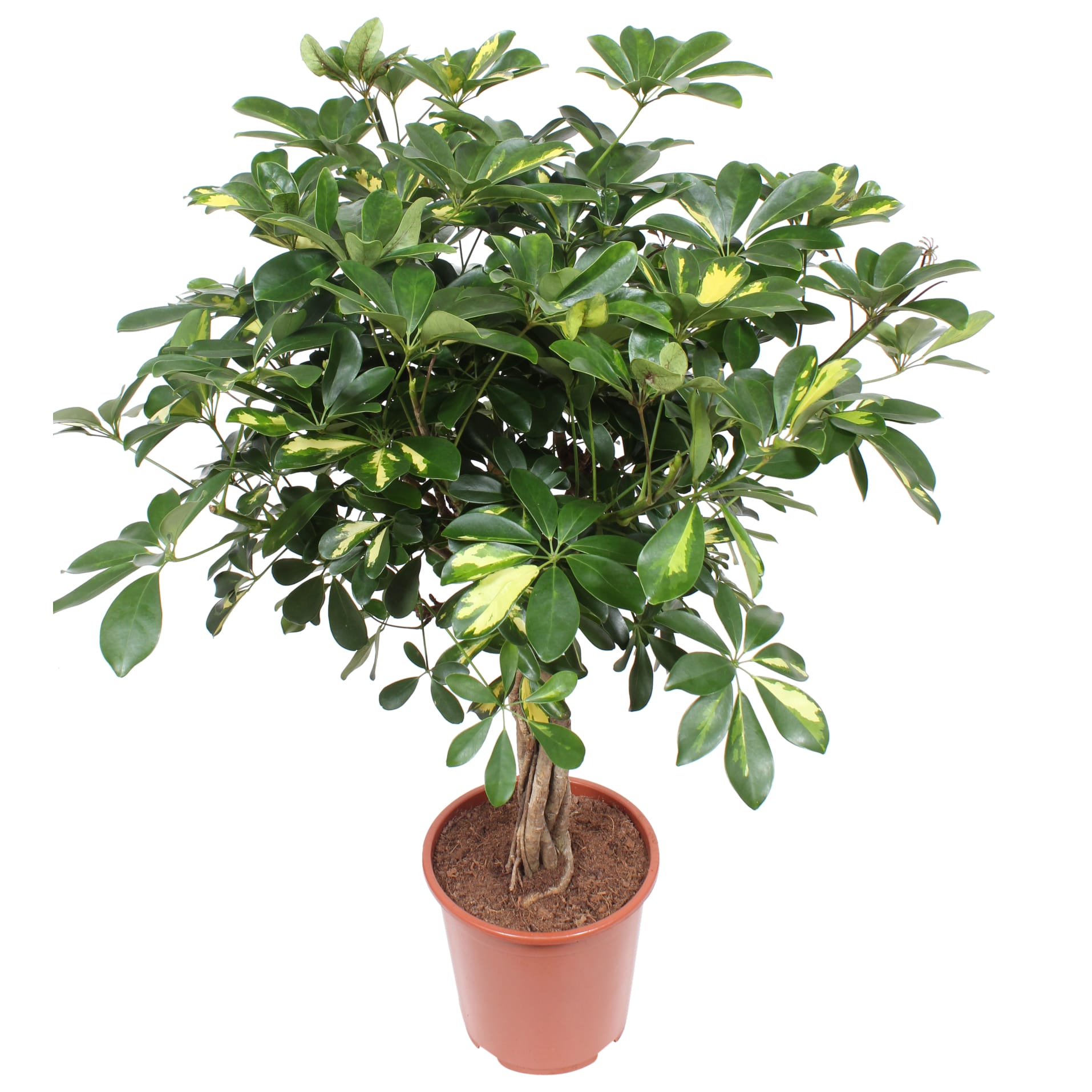 Schefflera Arboricola Gold Capella ↑ 80 cm ⌀ 19 cm - Afbeelding 3