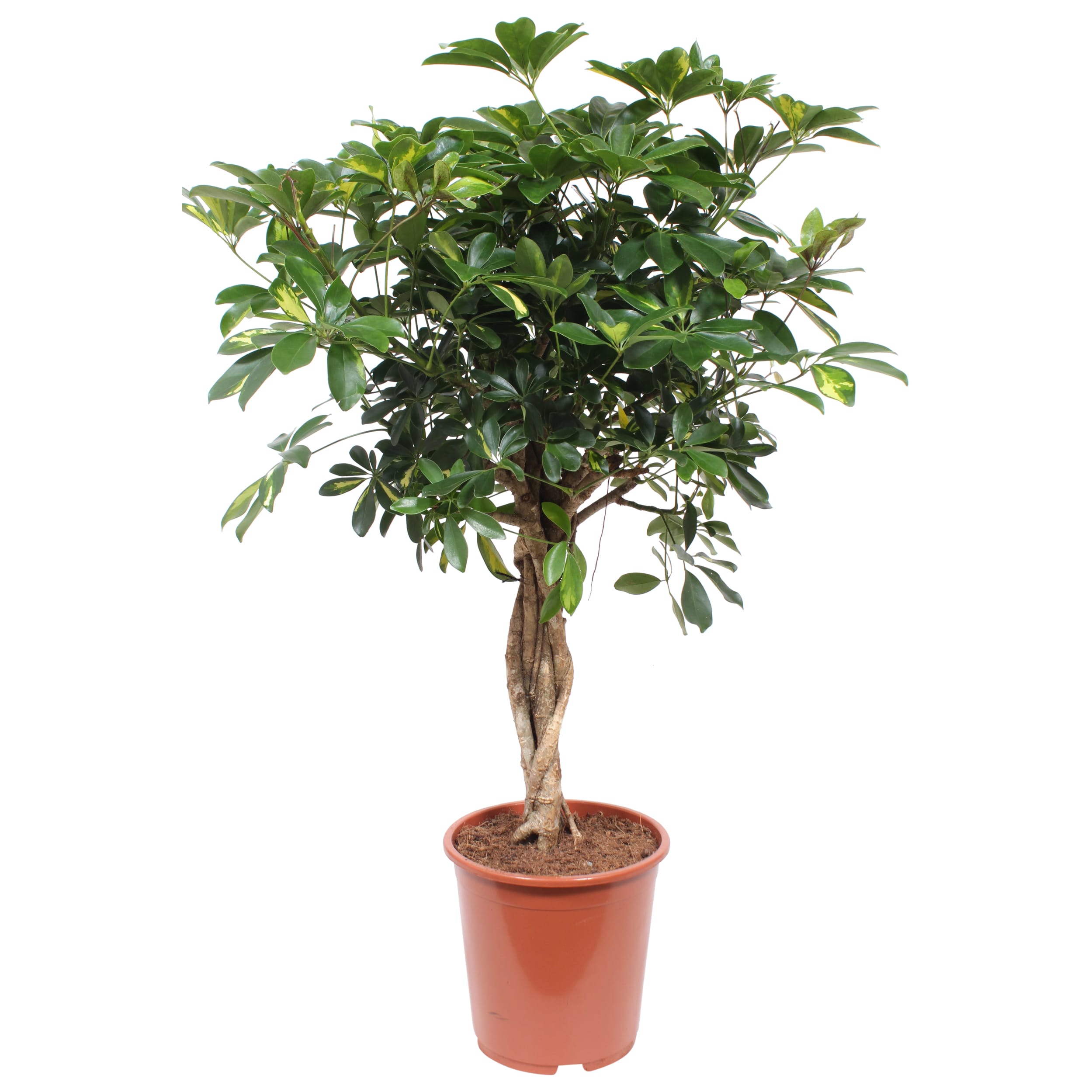 Schefflera Arboricola Gold Capella ↑ 80 cm ⌀ 19 cm - Afbeelding 4