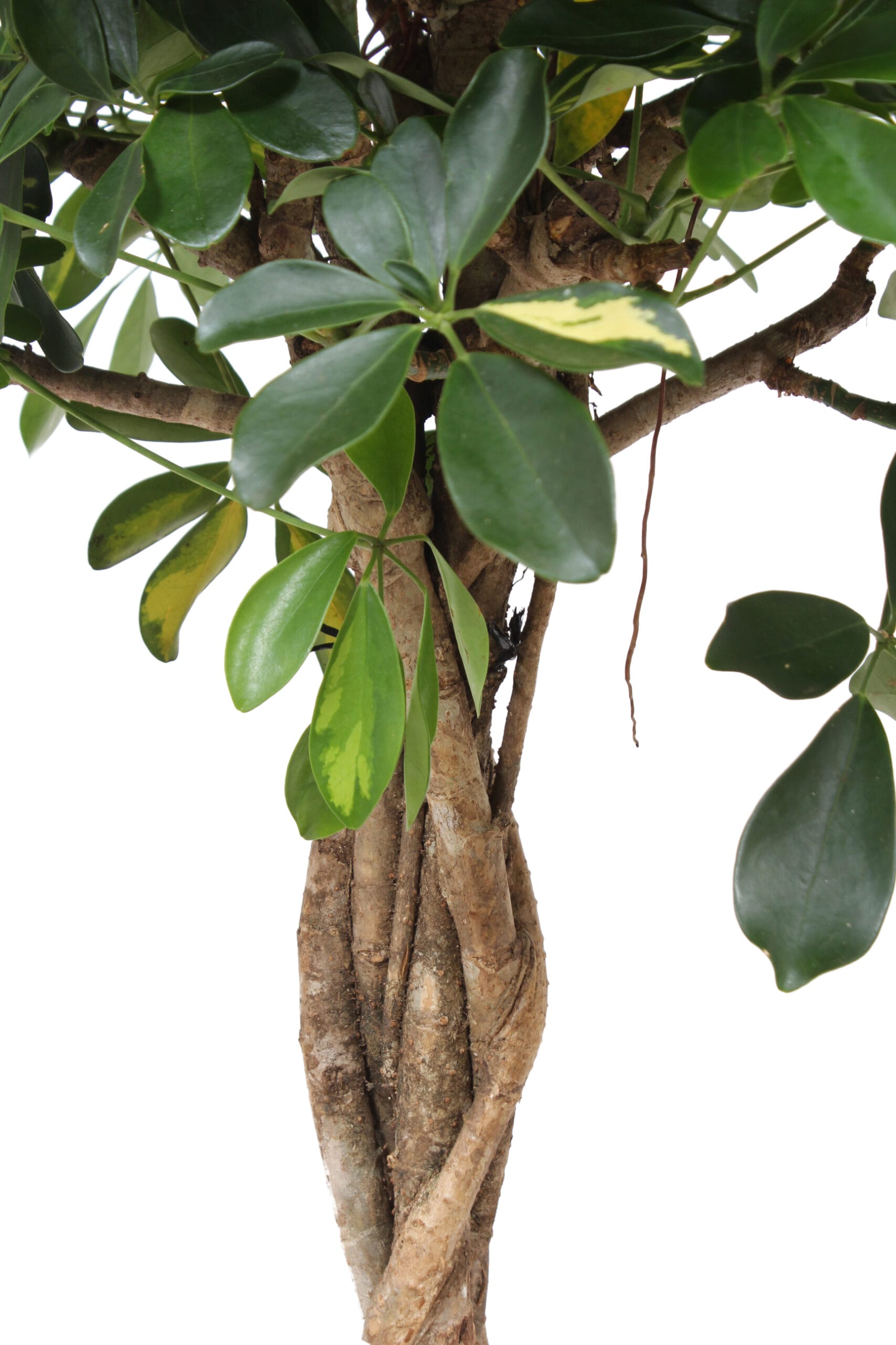 Schefflera Arboricola Gold Capella ↑ 80 cm ⌀ 19 cm - Afbeelding 5