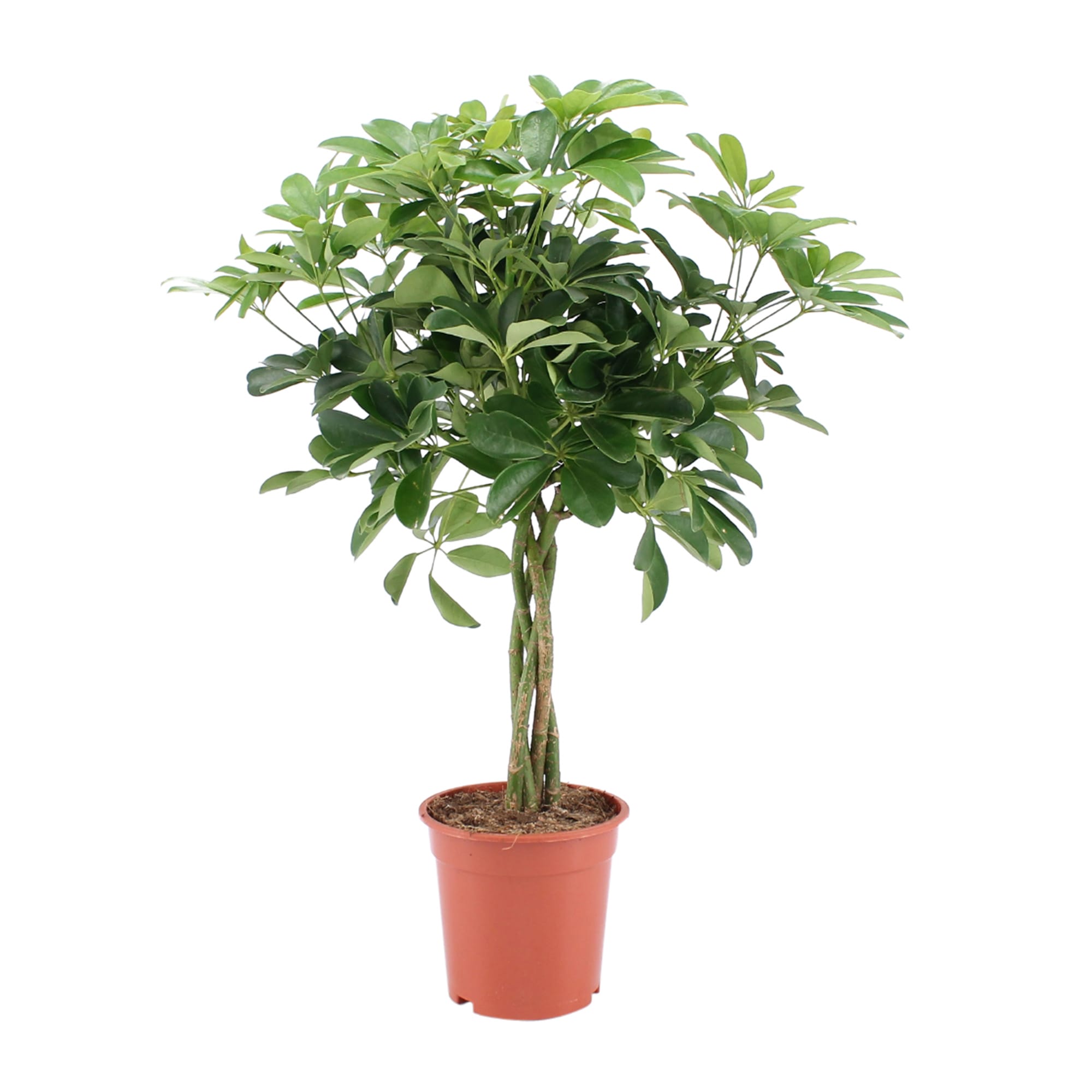 Schefflera Arboricola Nora ↑ 80 cm ⌀ 19 cm