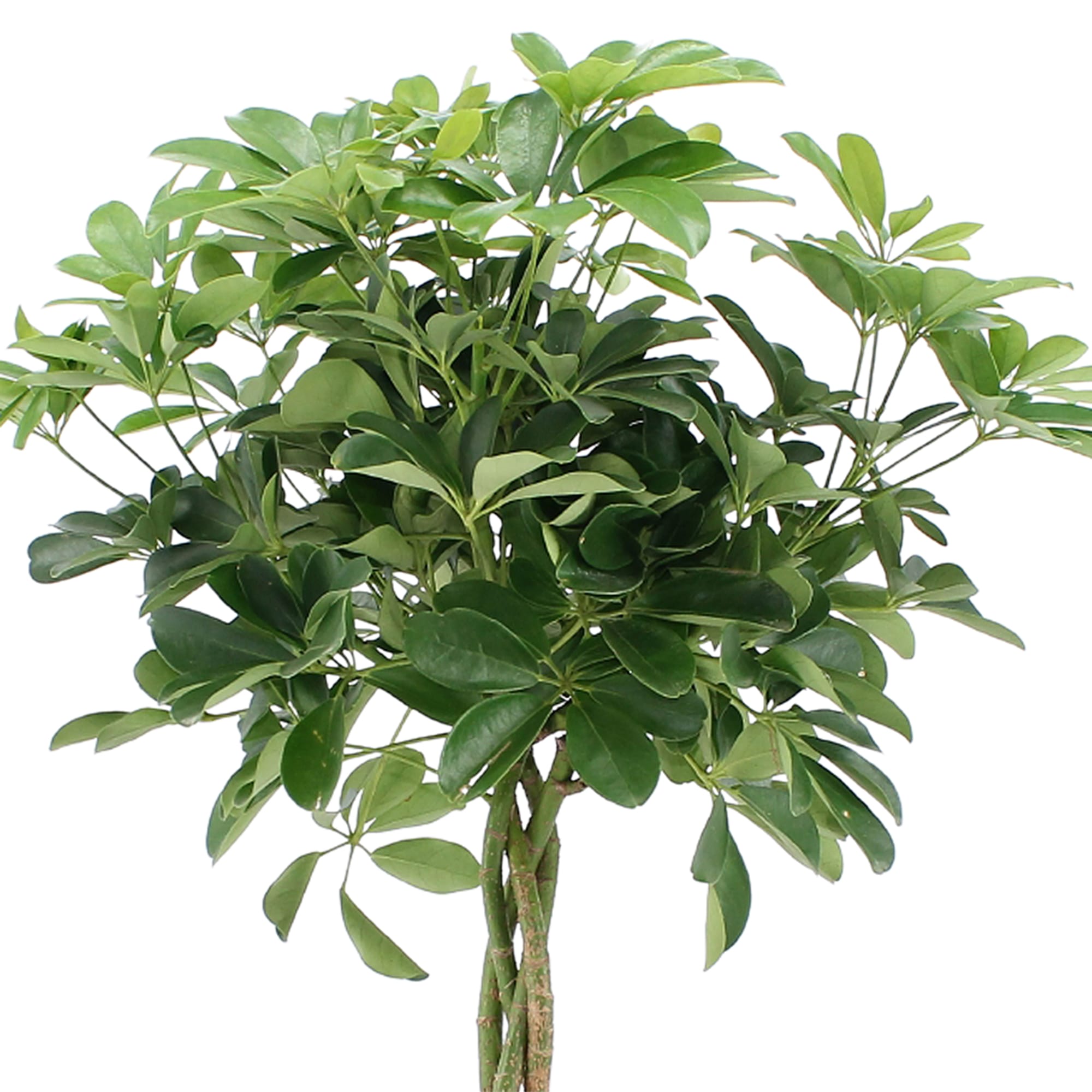 Schefflera Arboricola Nora ↑ 80 cm ⌀ 19 cm - Afbeelding 3