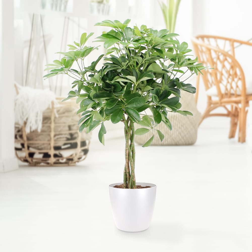 Schefflera Arboricola Nora ↑ 80 cm ⌀ 19 cm - Afbeelding 4