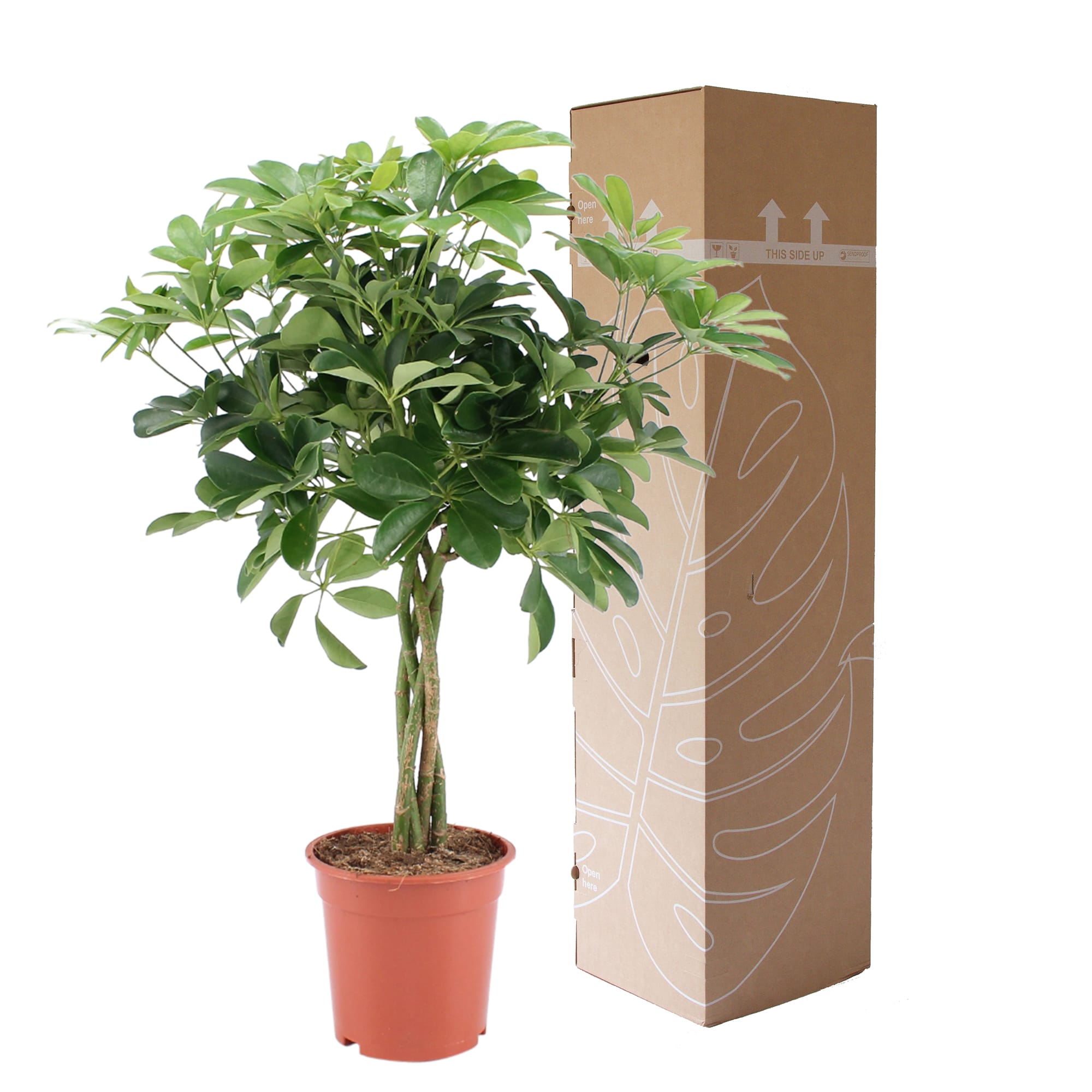 Schefflera Arboricola Nora ↑ 80 cm ⌀ 19 cm - Afbeelding 5