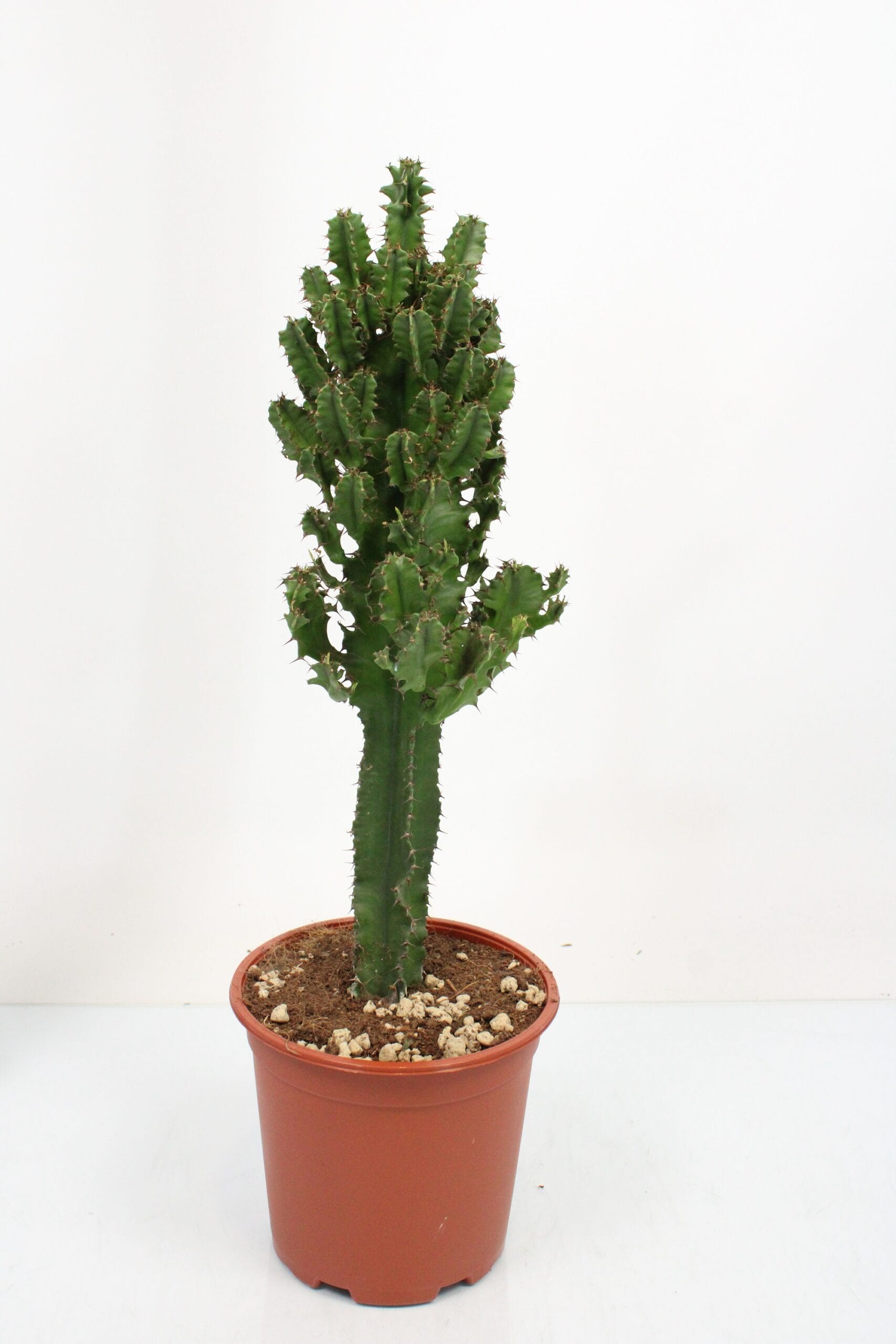 Cactus Euphorbia Erytrea ↑ 70 cm ⌀ 19 cm
