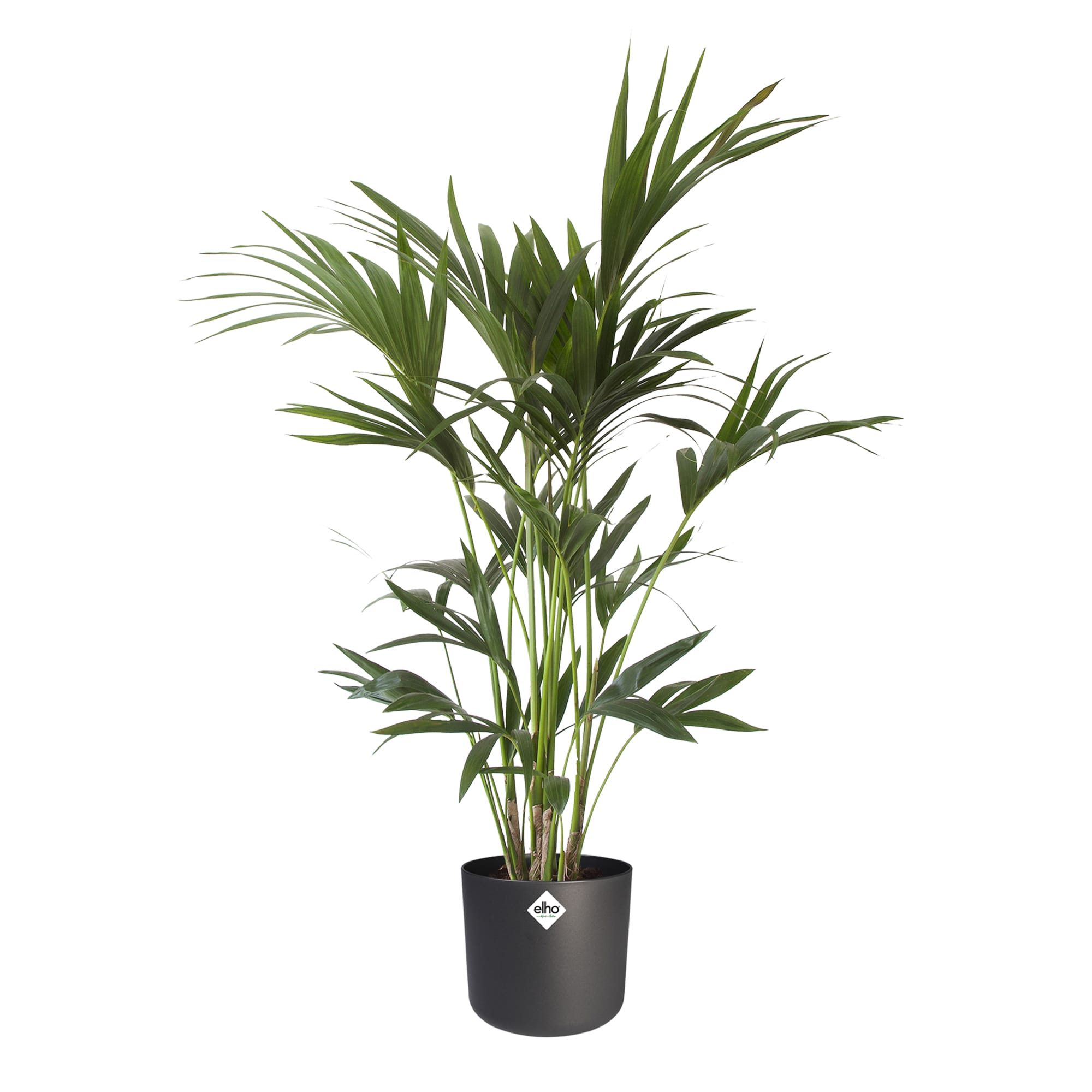 Kentia Palm in Elho sierpot ↑ 110 cm ⌀ 21 cm
