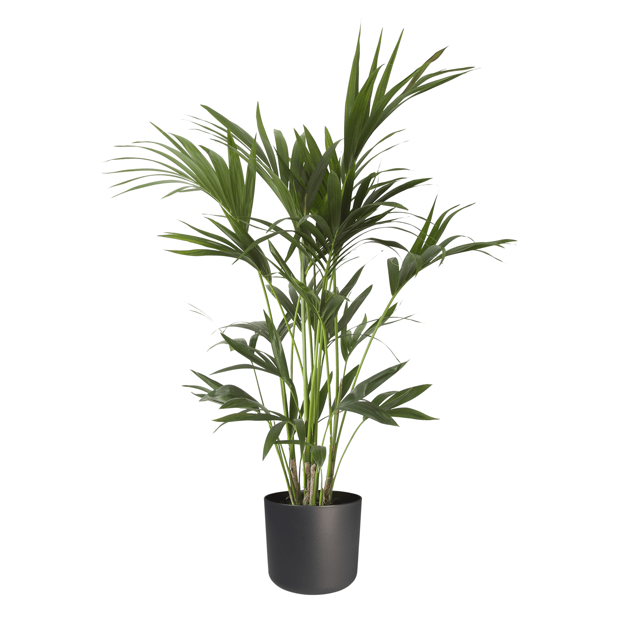 Kentia Palm in Elho sierpot ↑ 110 cm ⌀ 21 cm - Afbeelding 5