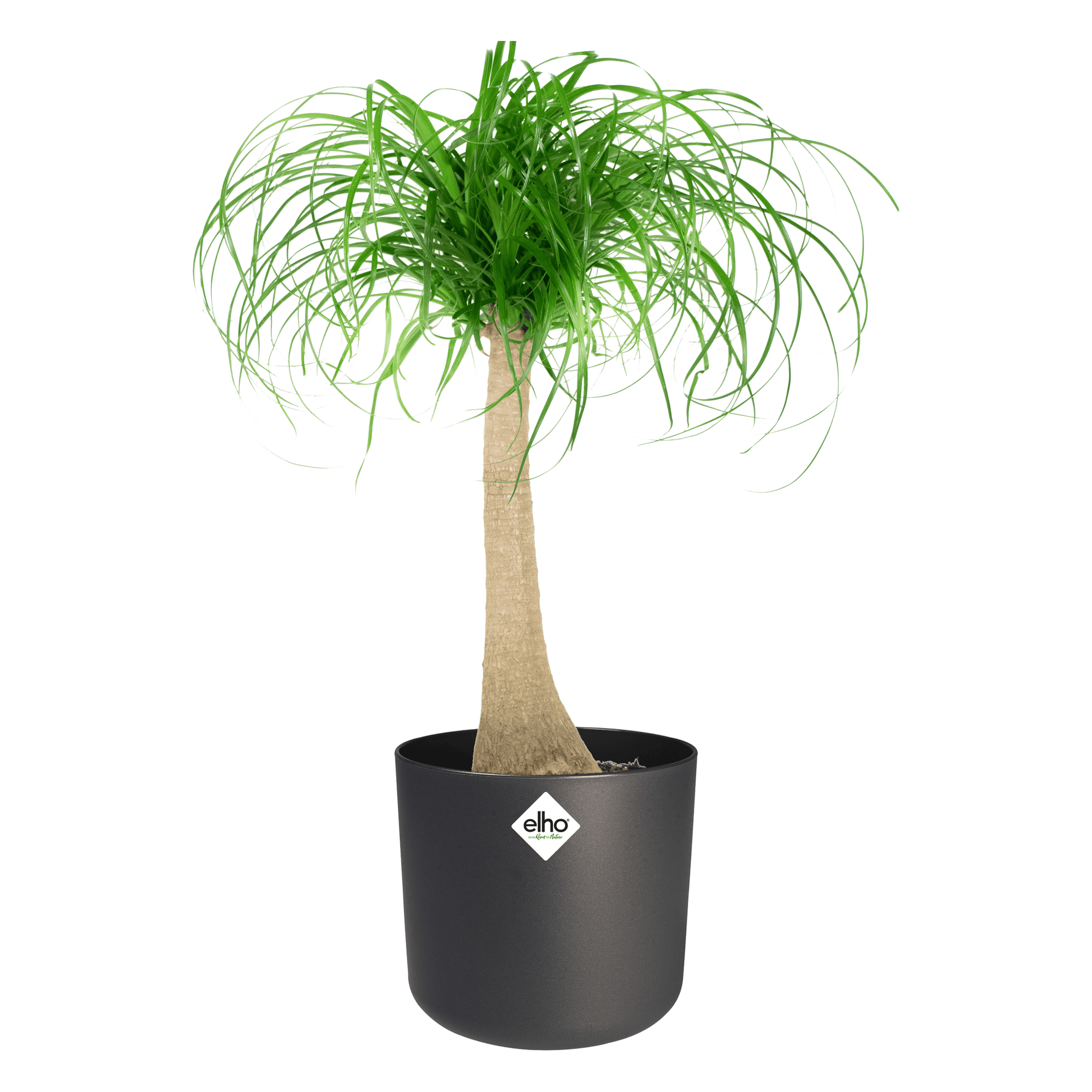 Olifantspoot in Elho sierpot ↑ 80 cm ⌀ 24 cm - Afbeelding 3