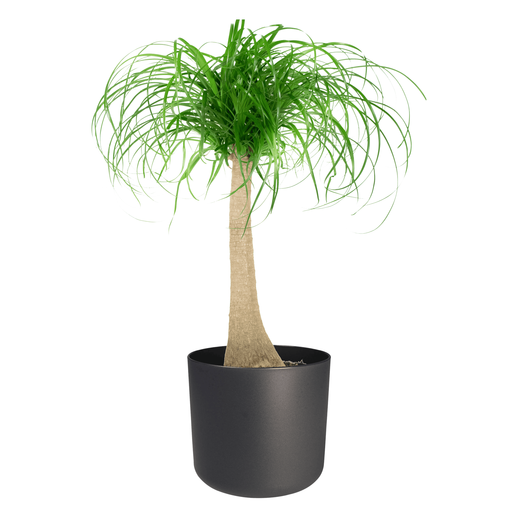 Olifantspoot in Elho sierpot ↑ 80 cm ⌀ 24 cm - Afbeelding 5