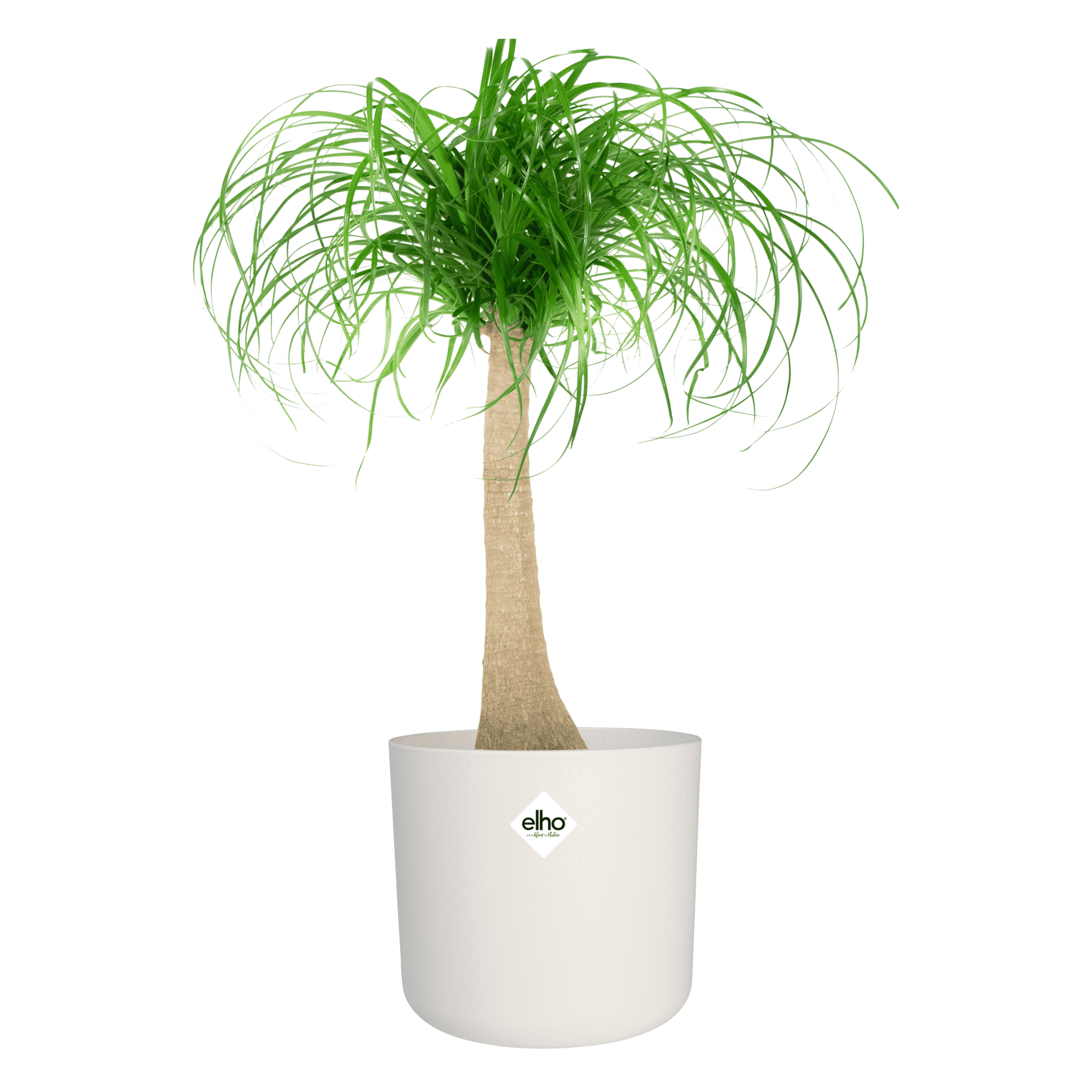 Olifantspoot in Elho sierpot ↑ 80 cm ⌀ 24 cm - Afbeelding 3