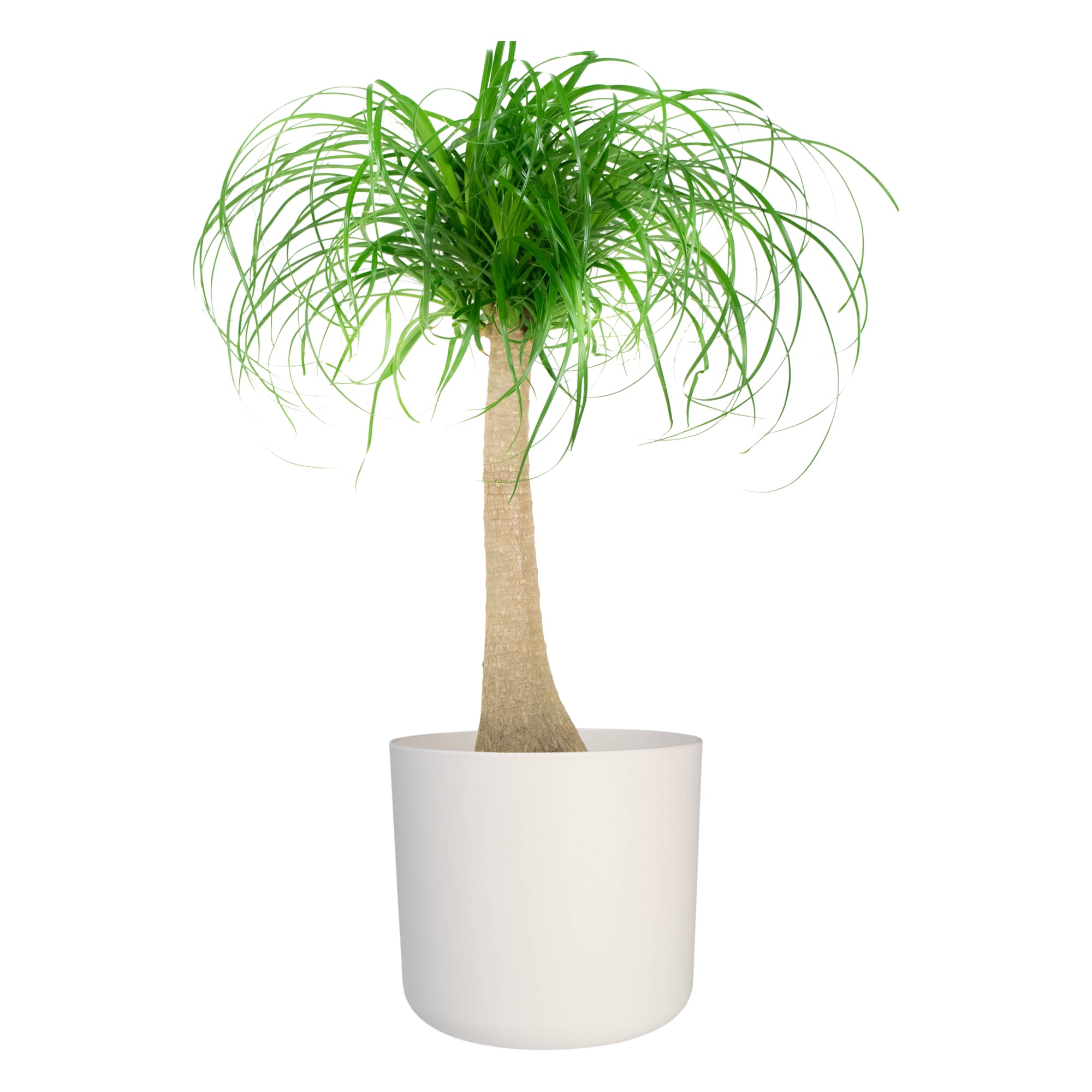 Olifantspoot in Elho sierpot ↑ 80 cm ⌀ 24 cm - Afbeelding 4