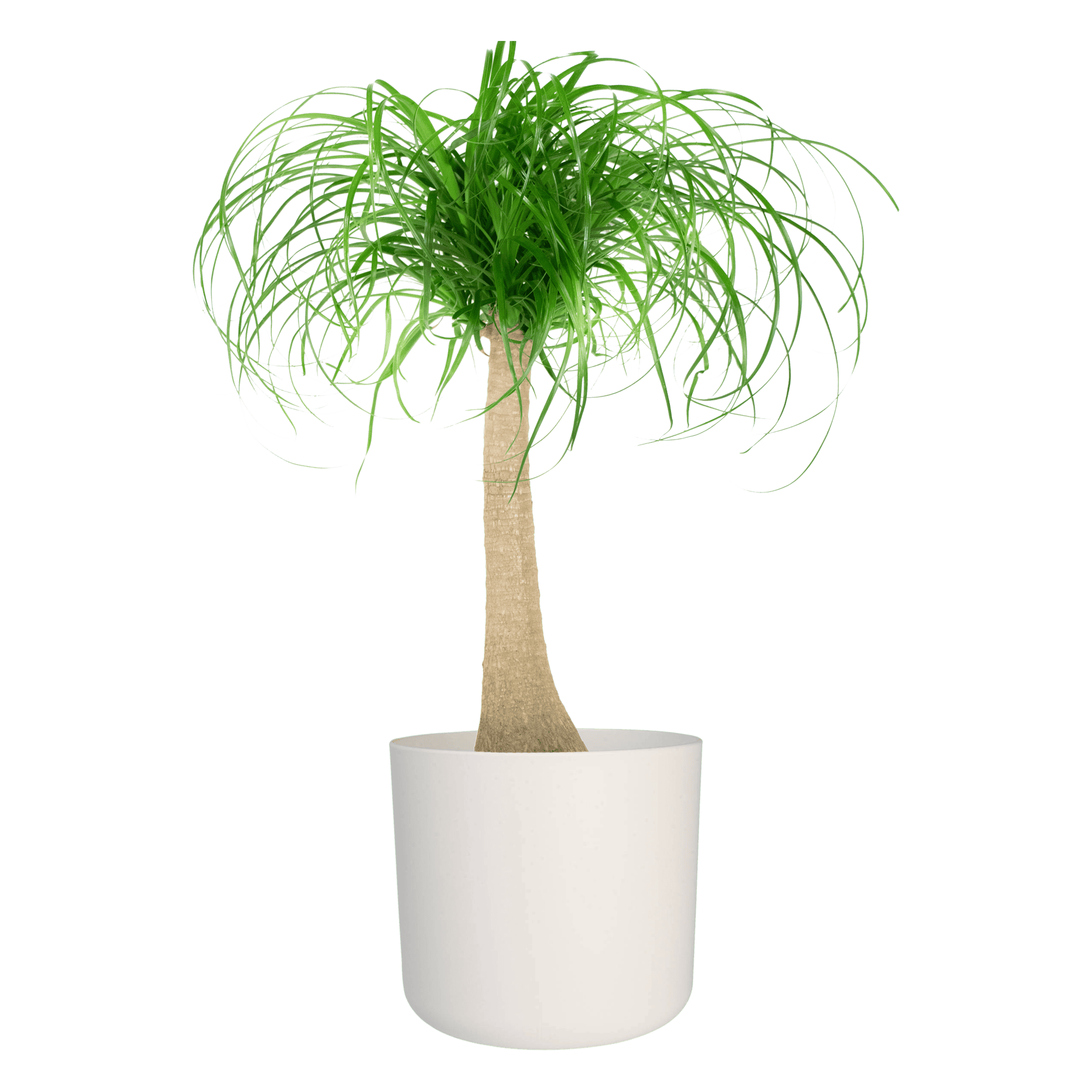 Olifantspoot in Elho sierpot ↑ 80 cm ⌀ 24 cm - Afbeelding 5