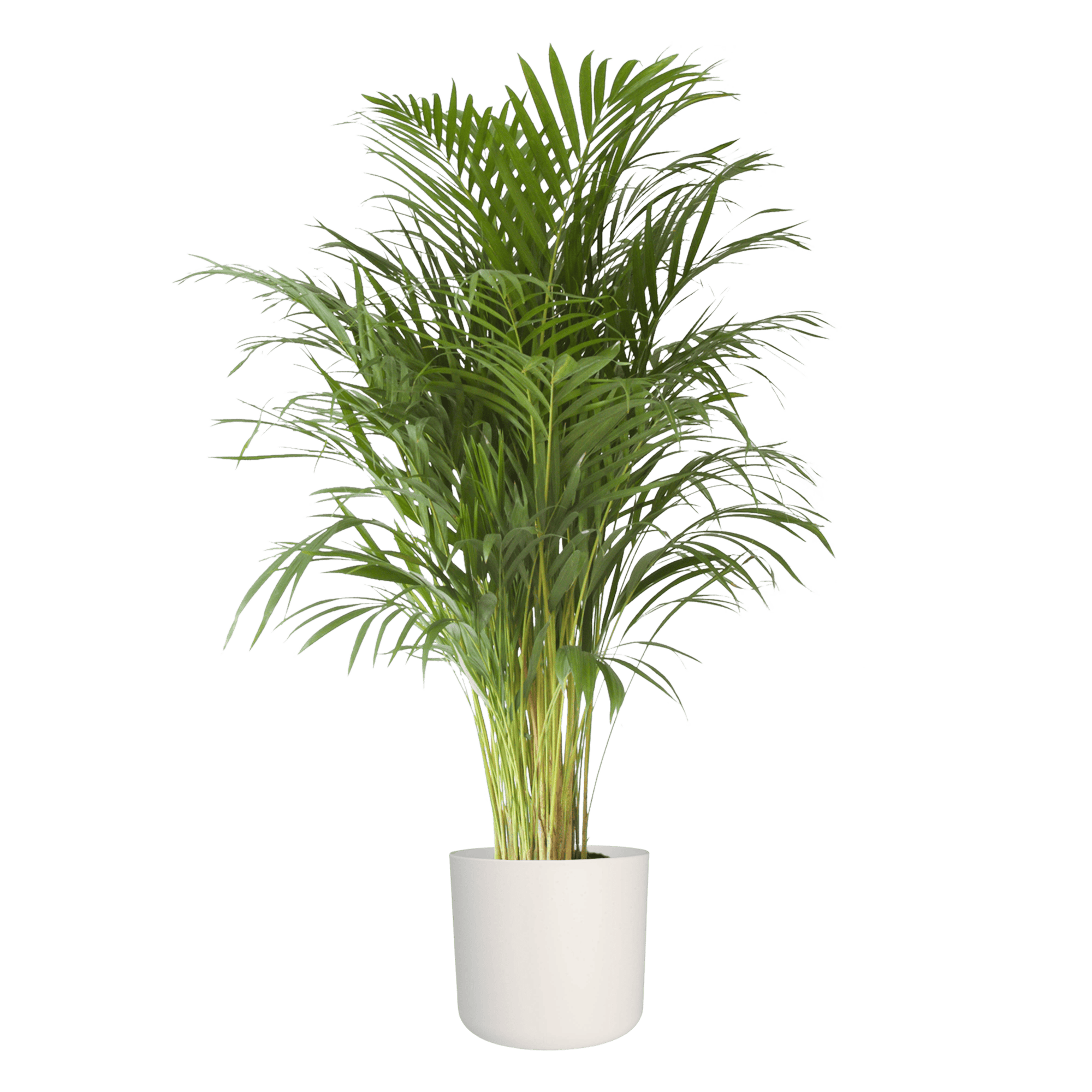 Goudpalm in Elho sierpot ↑ 90 cm ⌀ 21 cm - Afbeelding 5