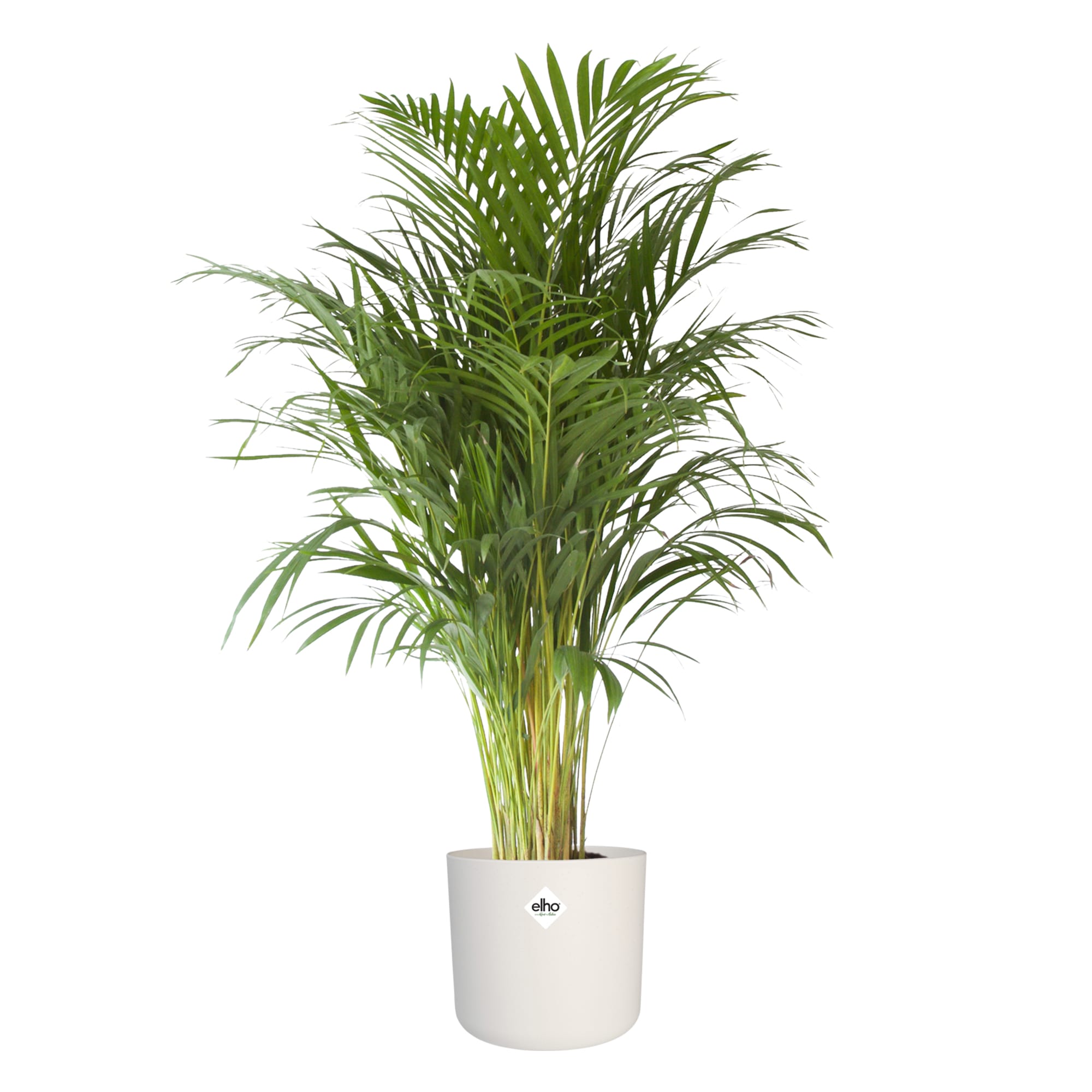 Goudpalm in Elho sierpot ↑ 125 cm ⌀ 24 cm