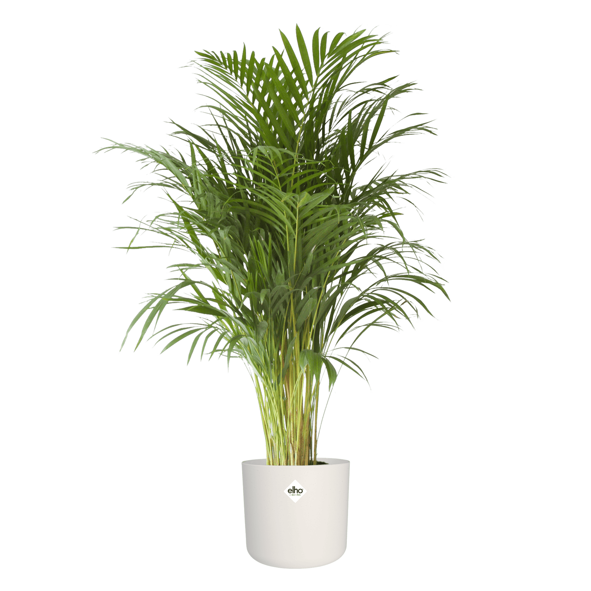 Goudpalm in Elho sierpot ↑ 125 cm ⌀ 24 cm - Afbeelding 3