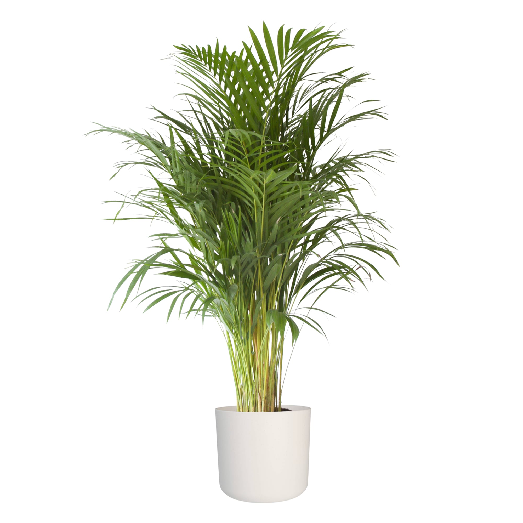 Goudpalm in Elho sierpot ↑ 125 cm ⌀ 24 cm - Afbeelding 4