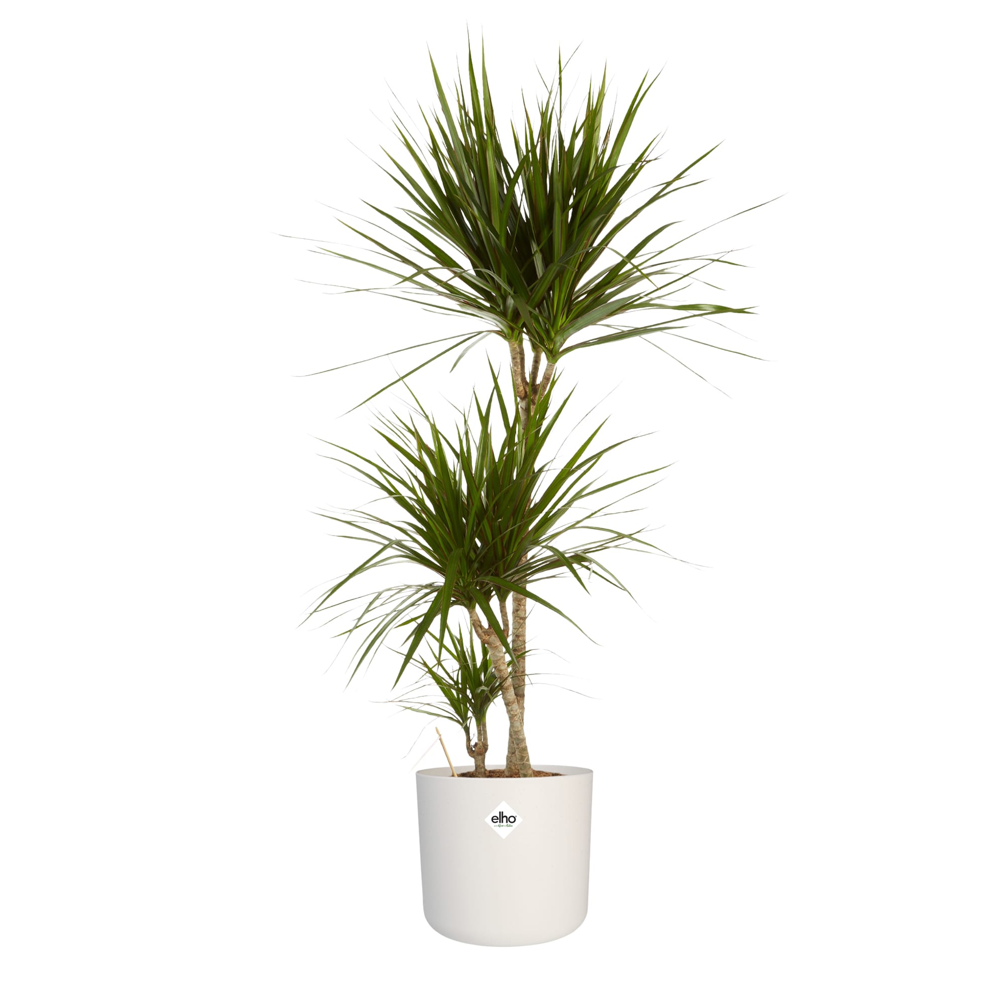 Dracaena Marginata in Elho sierpot ↑ 125 cm ⌀ 24 cm