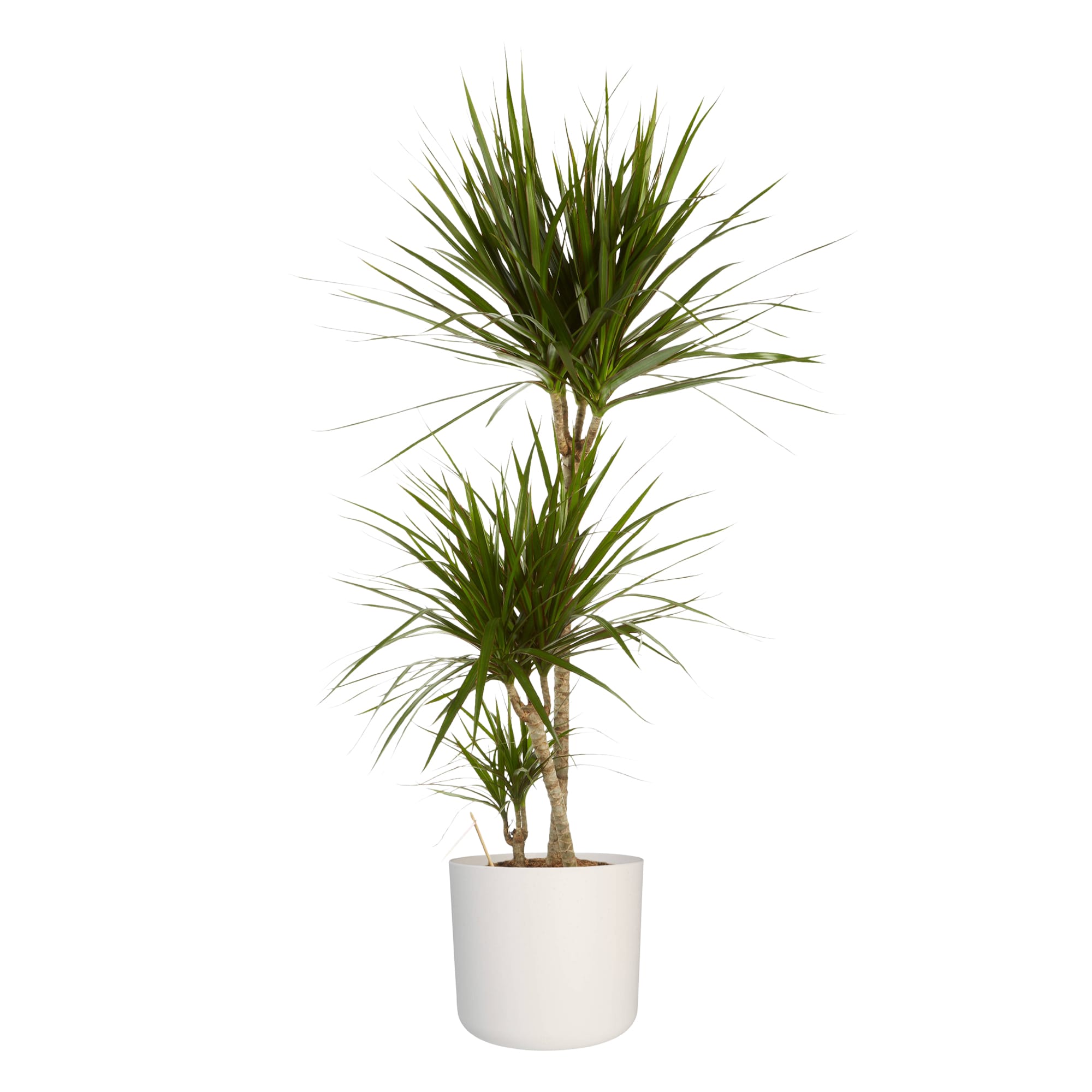 Dracaena Marginata in Elho sierpot ↑ 125 cm ⌀ 24 cm - Afbeelding 4