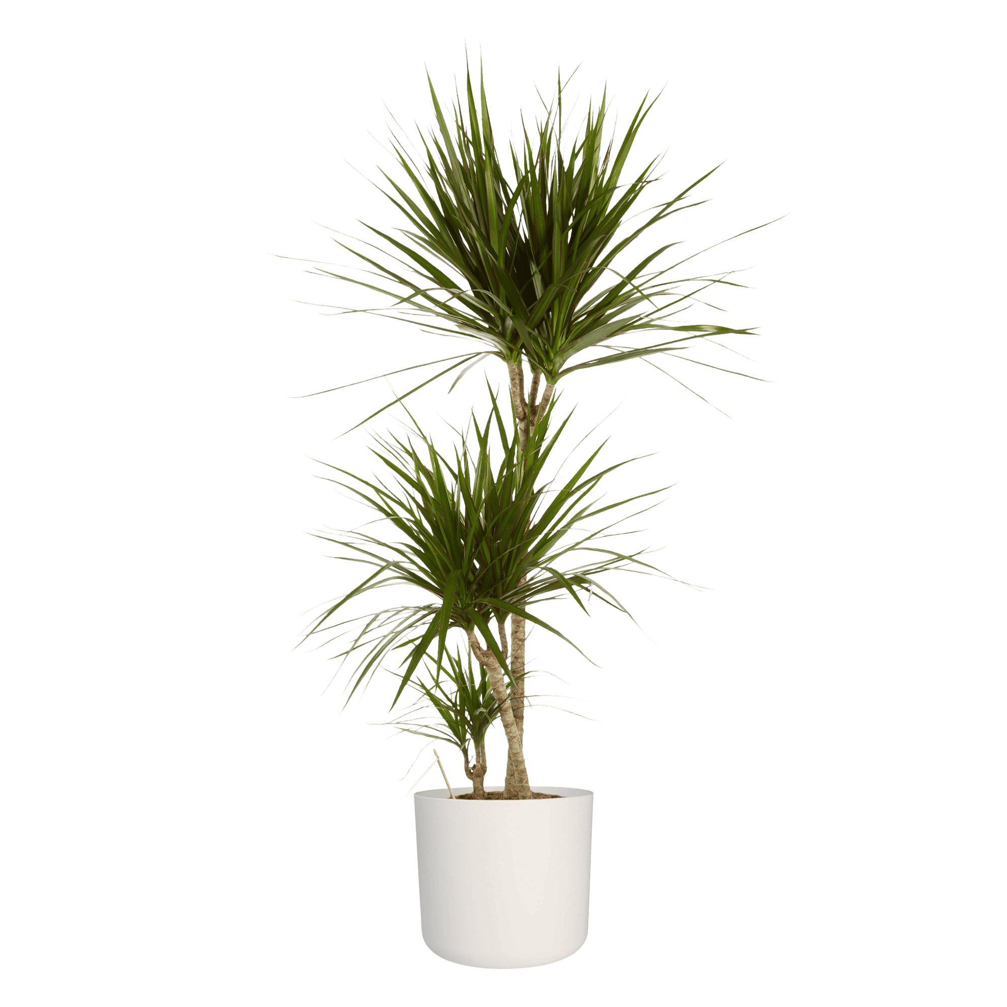 Dracaena Marginata in Elho sierpot ↑ 125 cm ⌀ 24 cm - Afbeelding 5