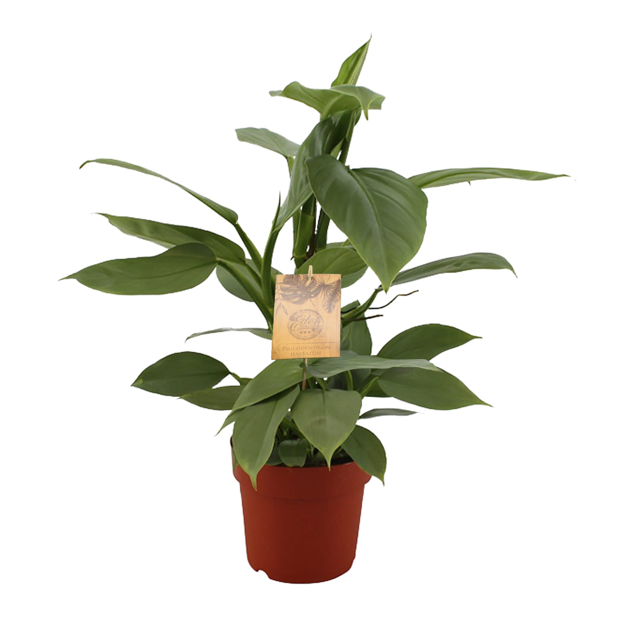 Philodendron Hastatum ↑ 40 cm ⌀ 17 cm