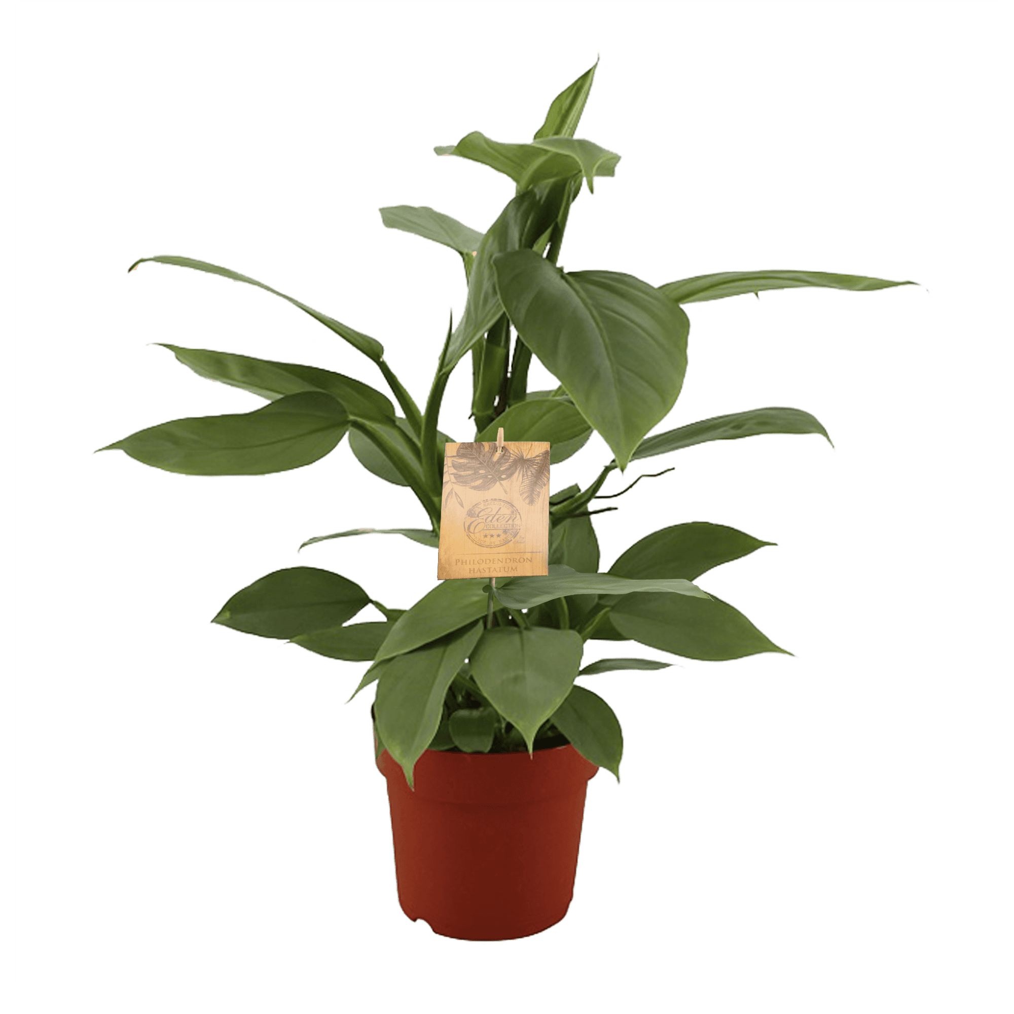 Philodendron Hastatum ↑ 40 cm ⌀ 17 cm - Afbeelding 3