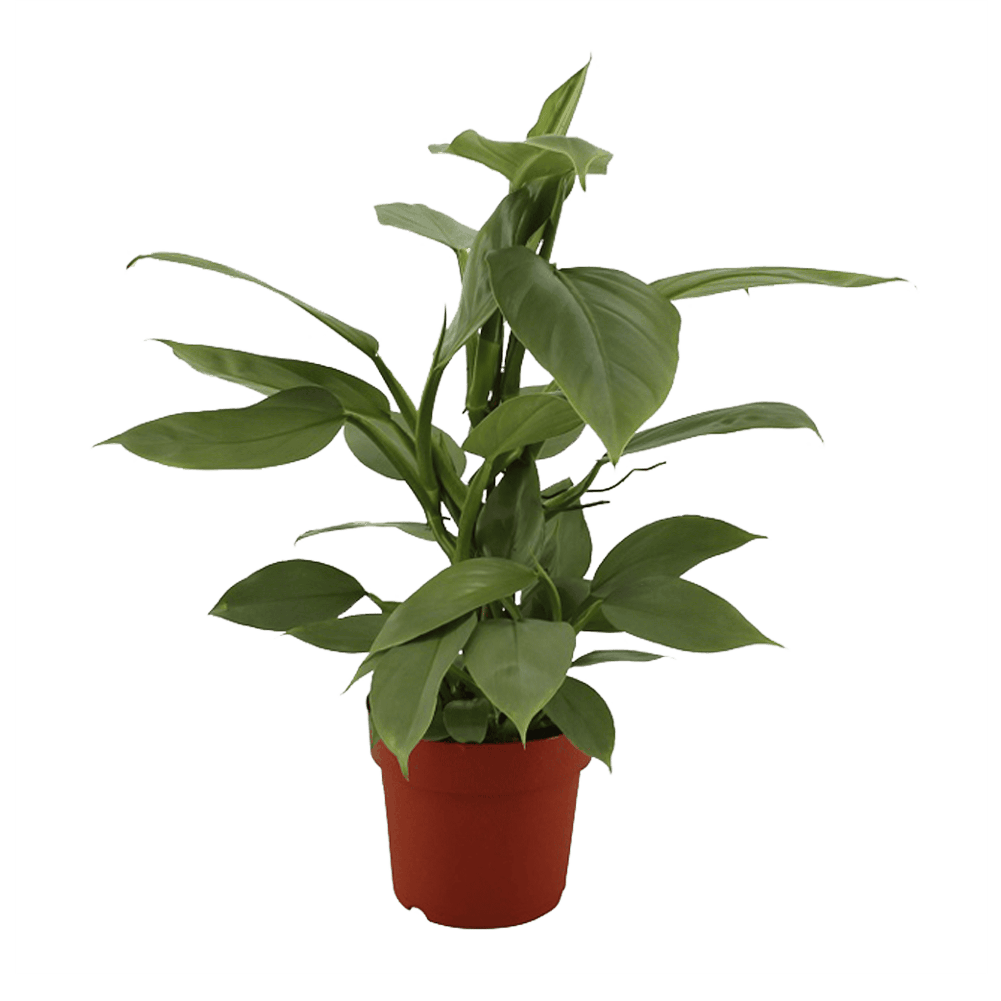 Philodendron Hastatum ↑ 40 cm ⌀ 17 cm - Afbeelding 5