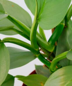 plant-direct planten direct van de kweker