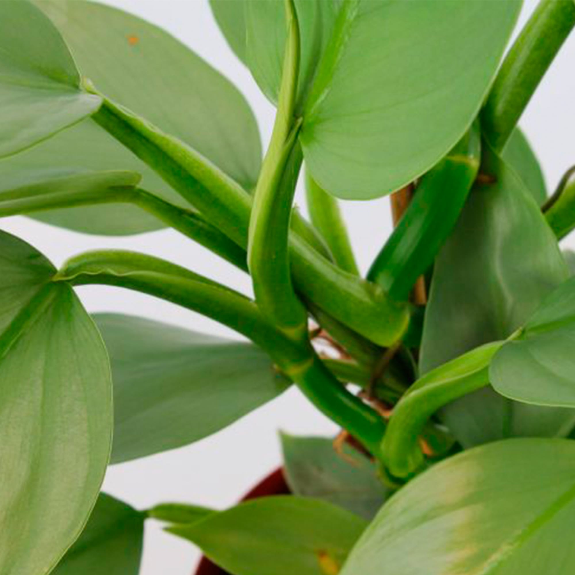 plant-direct planten direct van de kweker