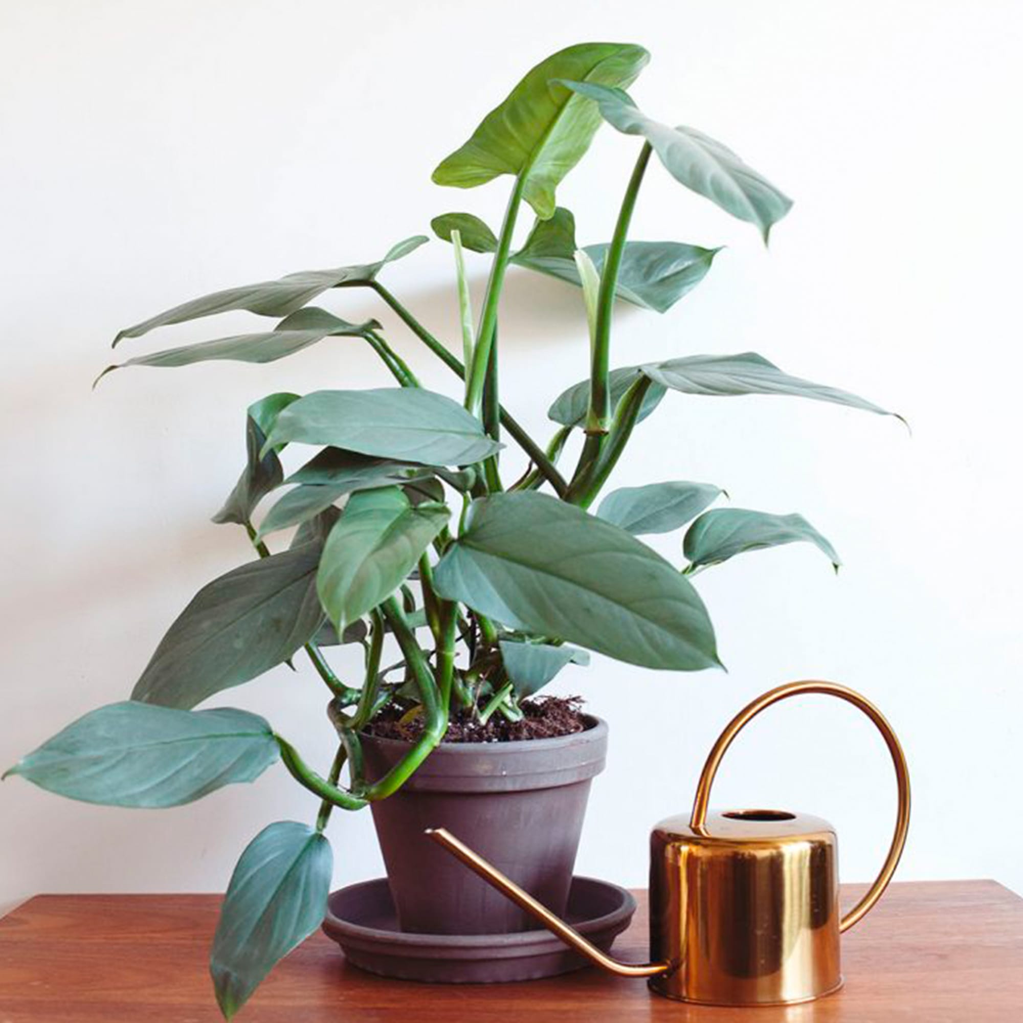 Philodendron Hastatum ↑ 40 cm ⌀ 17 cm - Afbeelding 7