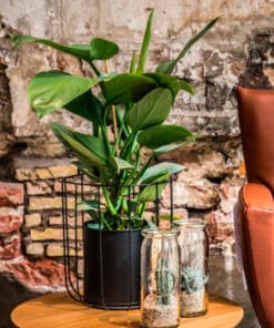 plant-direct planten direct van de kweker