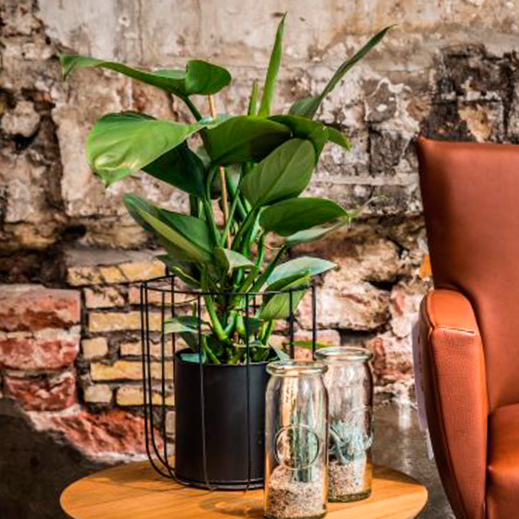 plant-direct planten direct van de kweker