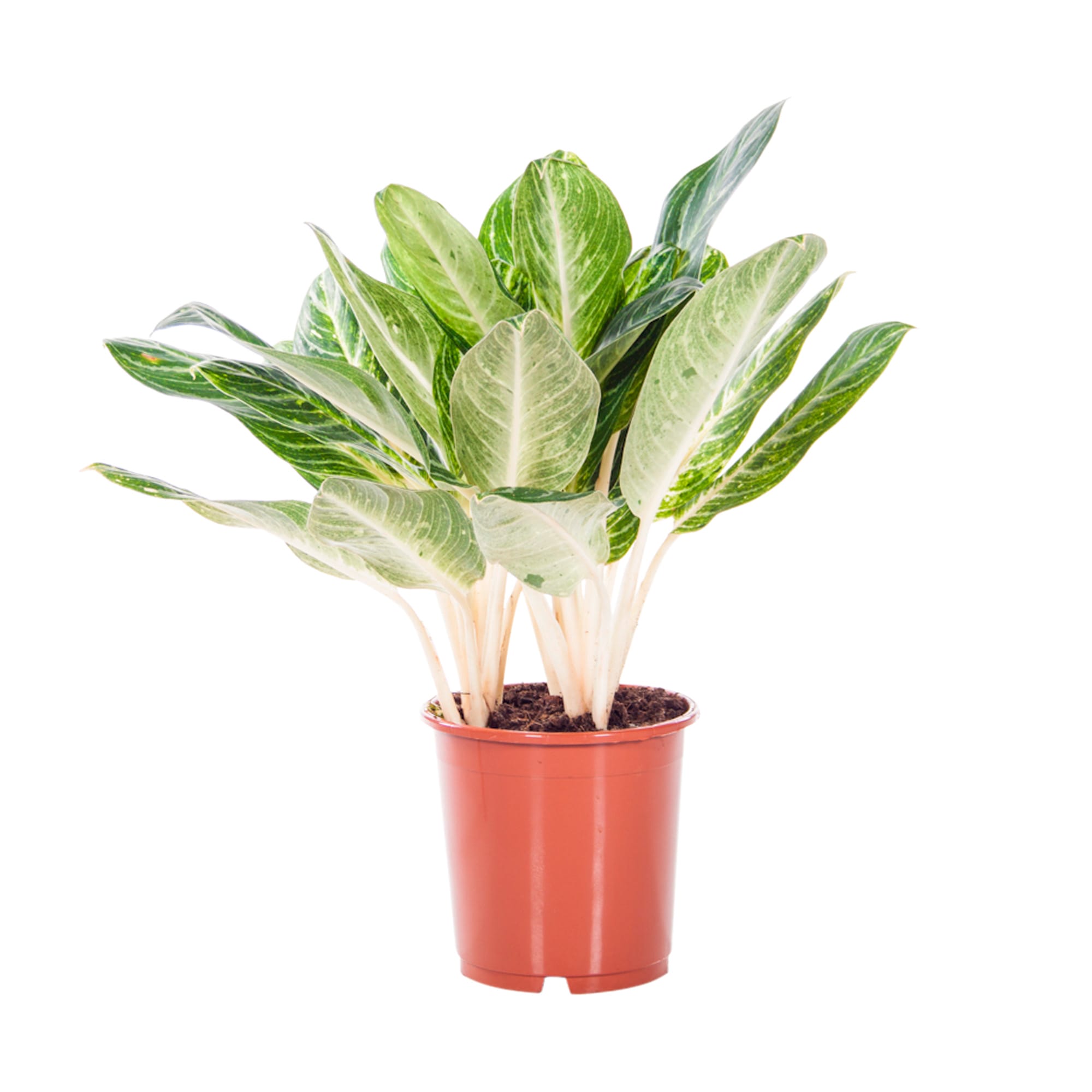 Aglaonema Key Lime ↑ 70 cm ⌀ 24 cm
