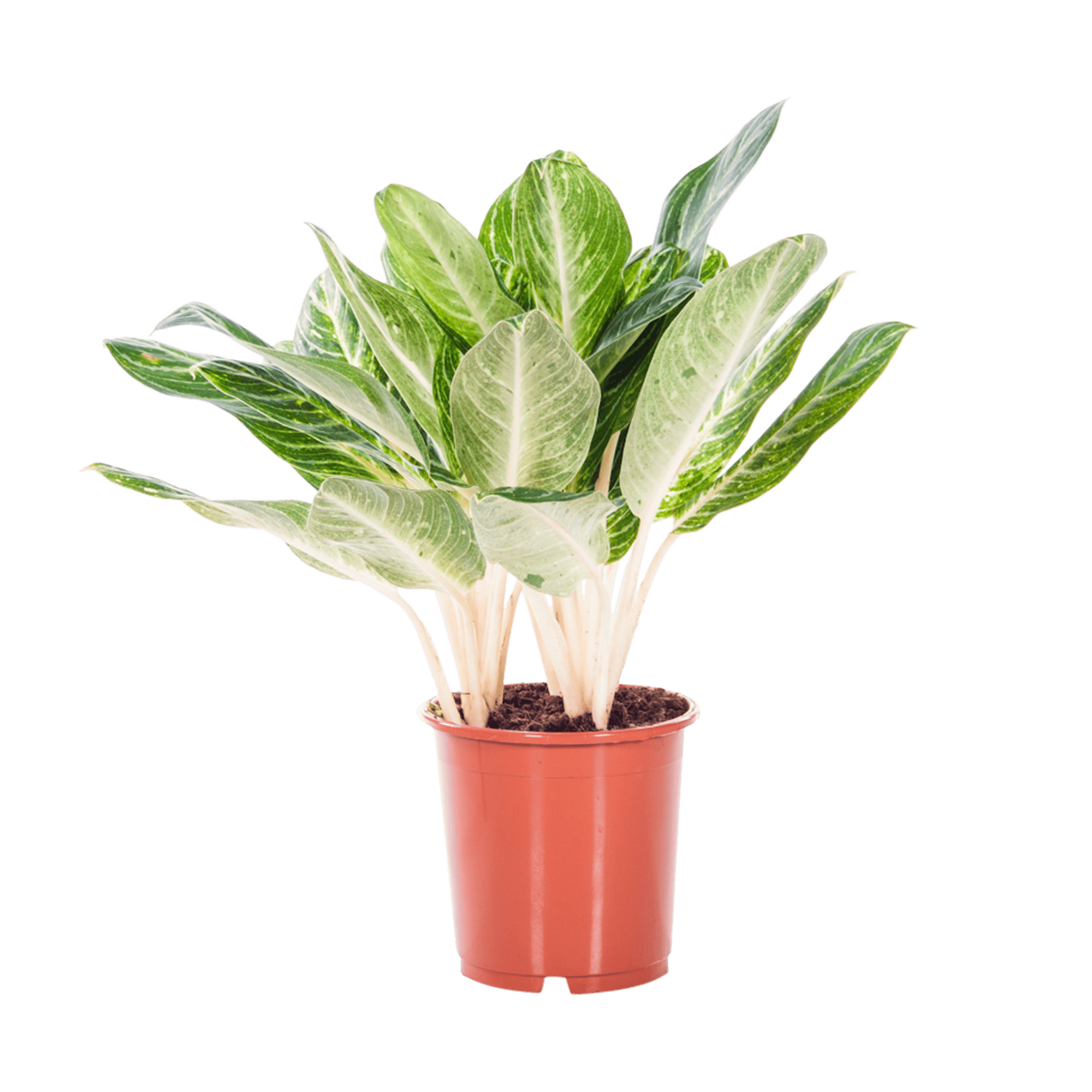 Aglaonema Key Lime ↑ 70 cm ⌀ 24 cm - Afbeelding 3
