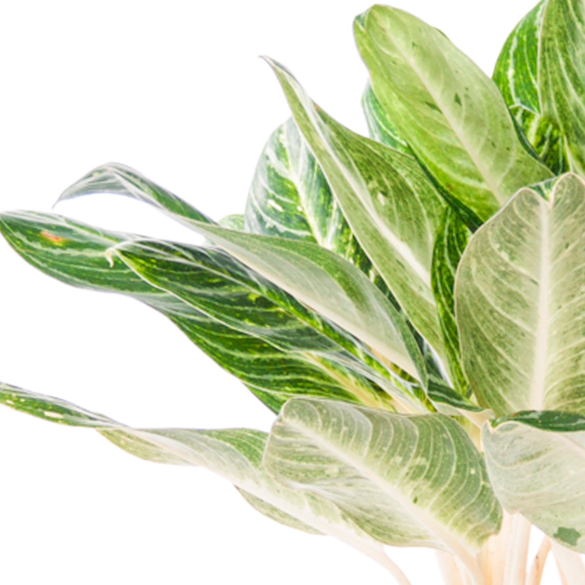 Aglaonema Key Lime ↑ 70 cm ⌀ 24 cm - Afbeelding 4