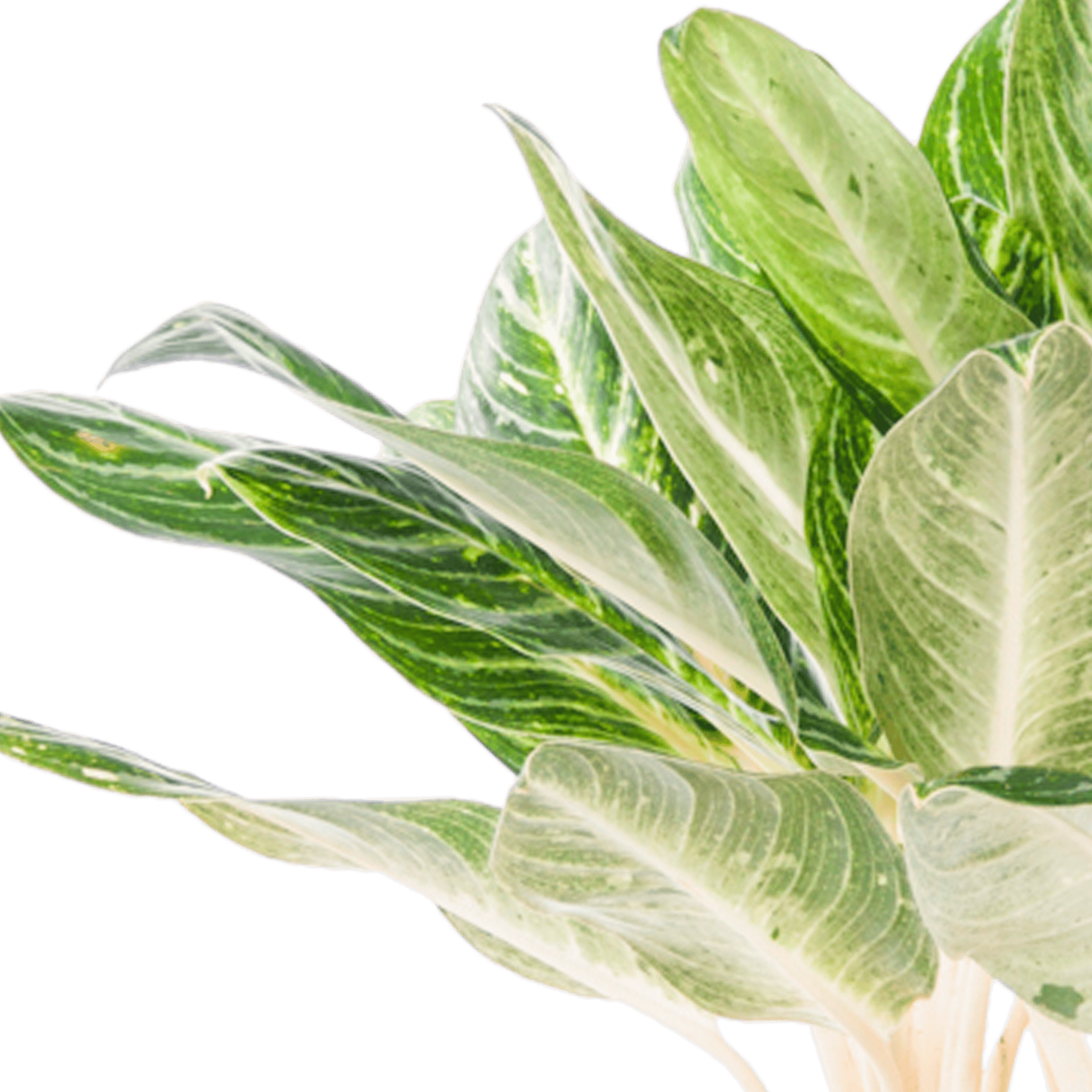 Aglaonema Key Lime ↑ 70 cm ⌀ 24 cm - Afbeelding 5