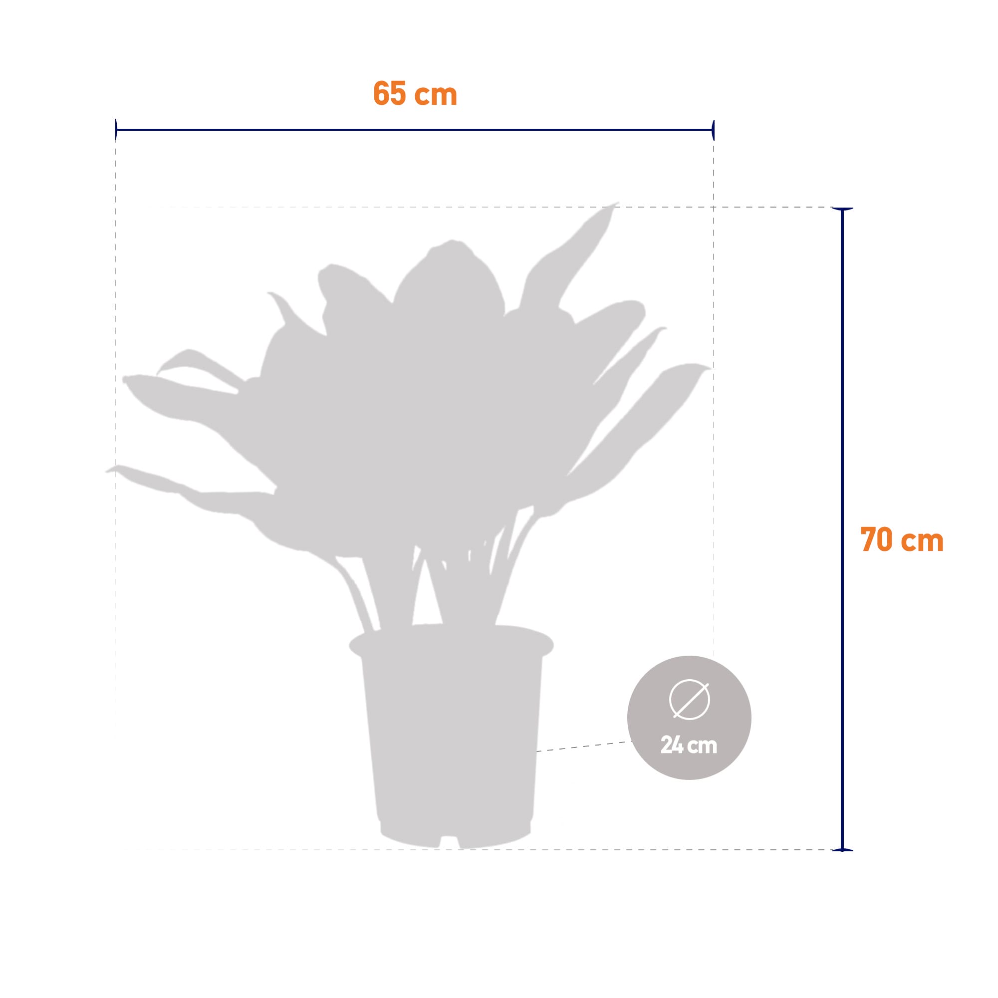 Aglaonema Key Lime ↑ 70 cm ⌀ 24 cm - Afbeelding 6