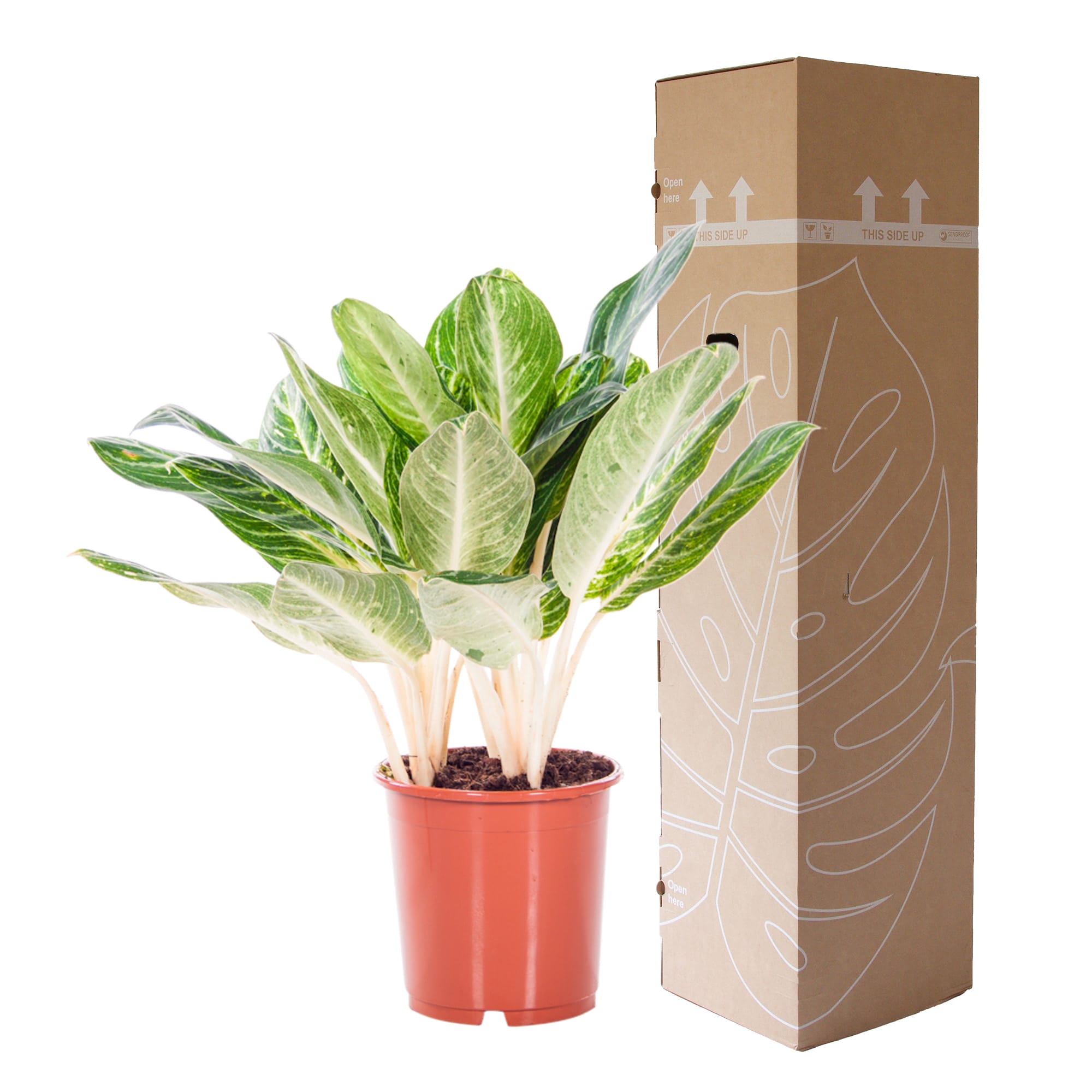 Aglaonema Key Lime ↑ 70 cm ⌀ 24 cm - Afbeelding 7