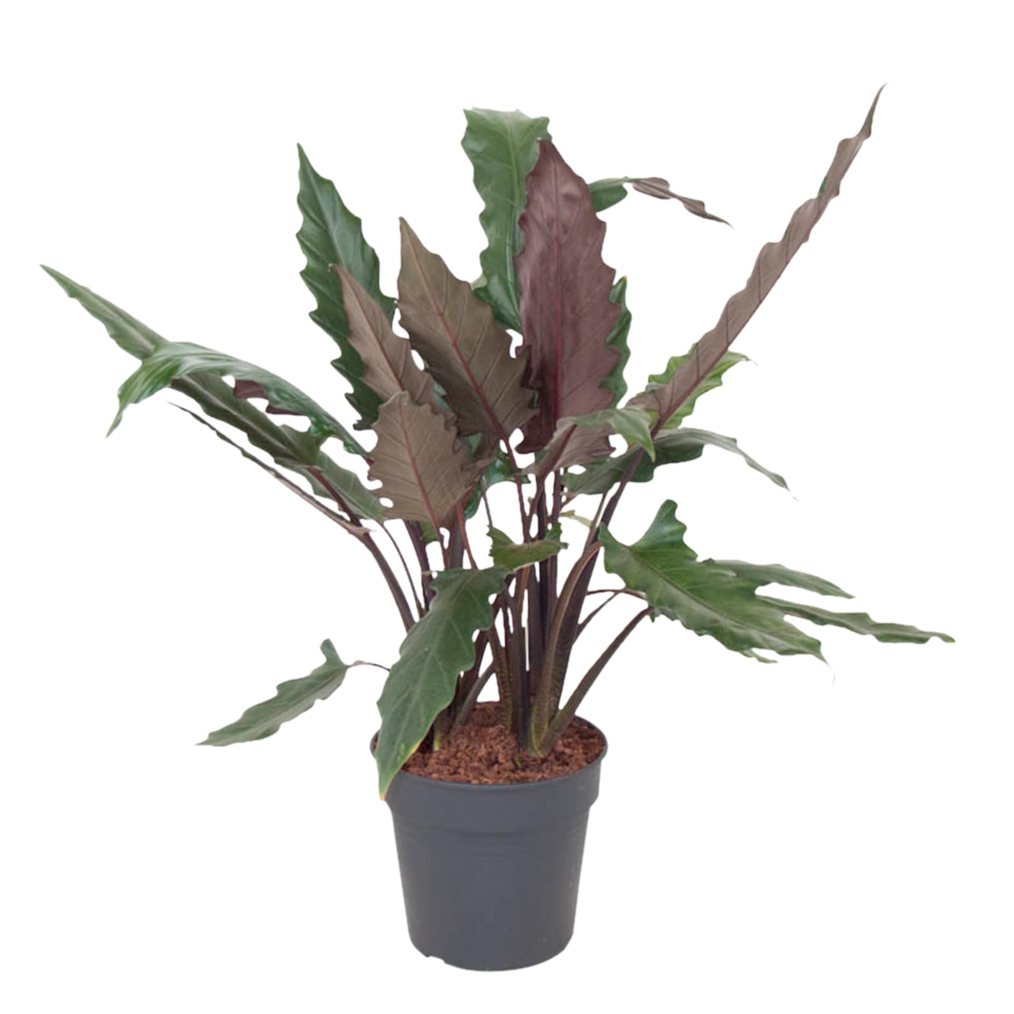 Alocasia Lauterbachiana ↑ 100 cm ⌀ 27 cm
