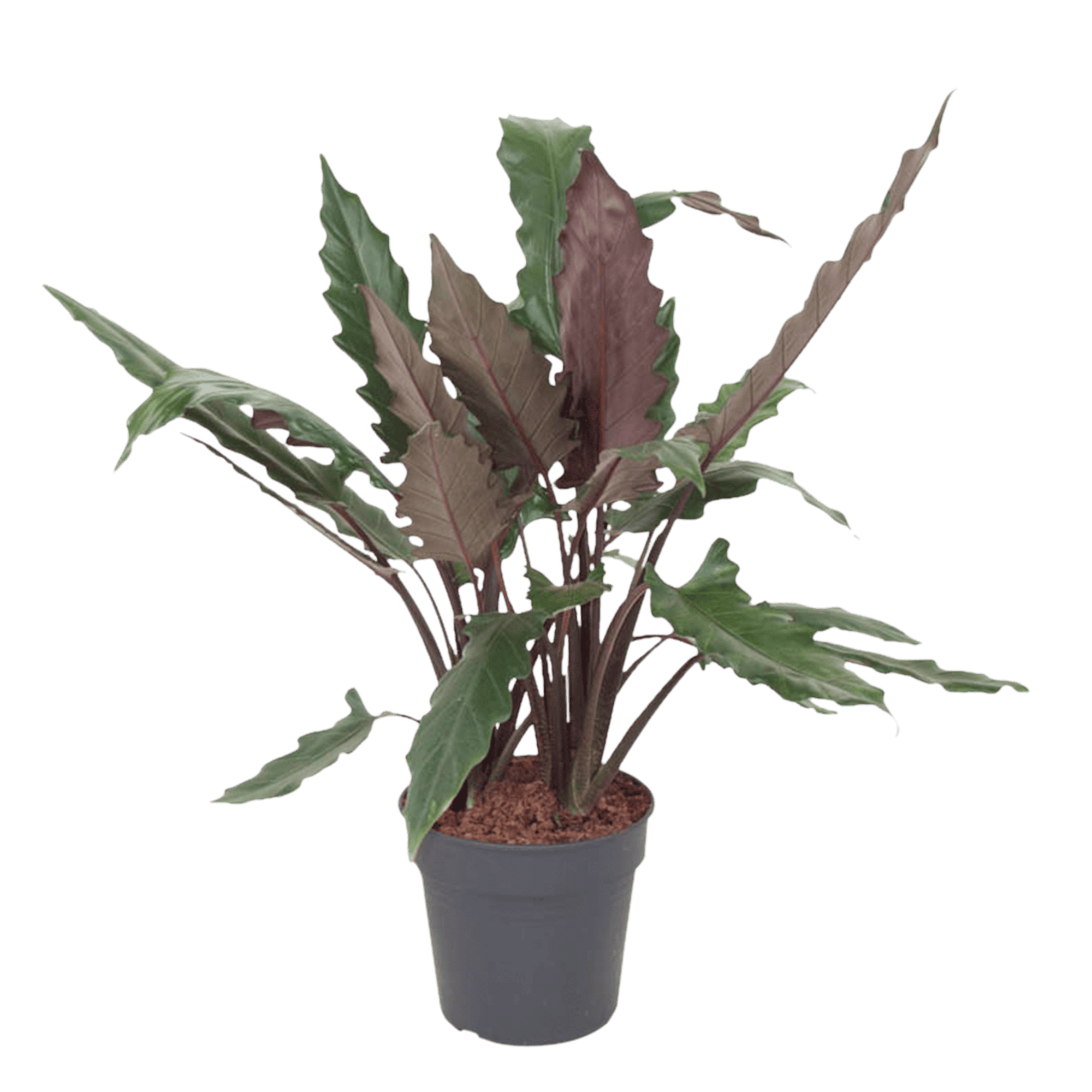 Alocasia Lauterbachiana ↑ 100 cm ⌀ 27 cm - Afbeelding 3