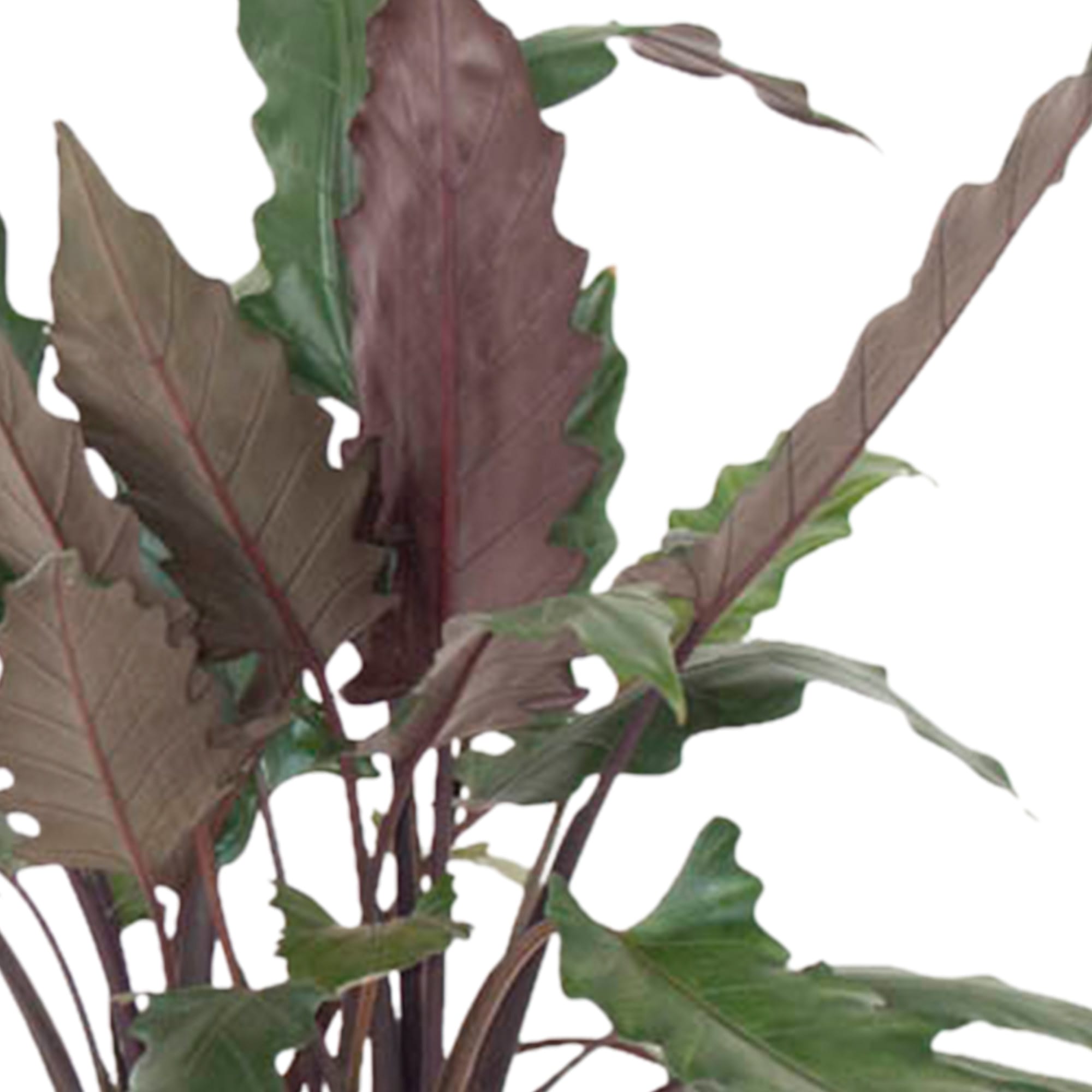 Alocasia Lauterbachiana ↑ 100 cm ⌀ 27 cm - Afbeelding 4