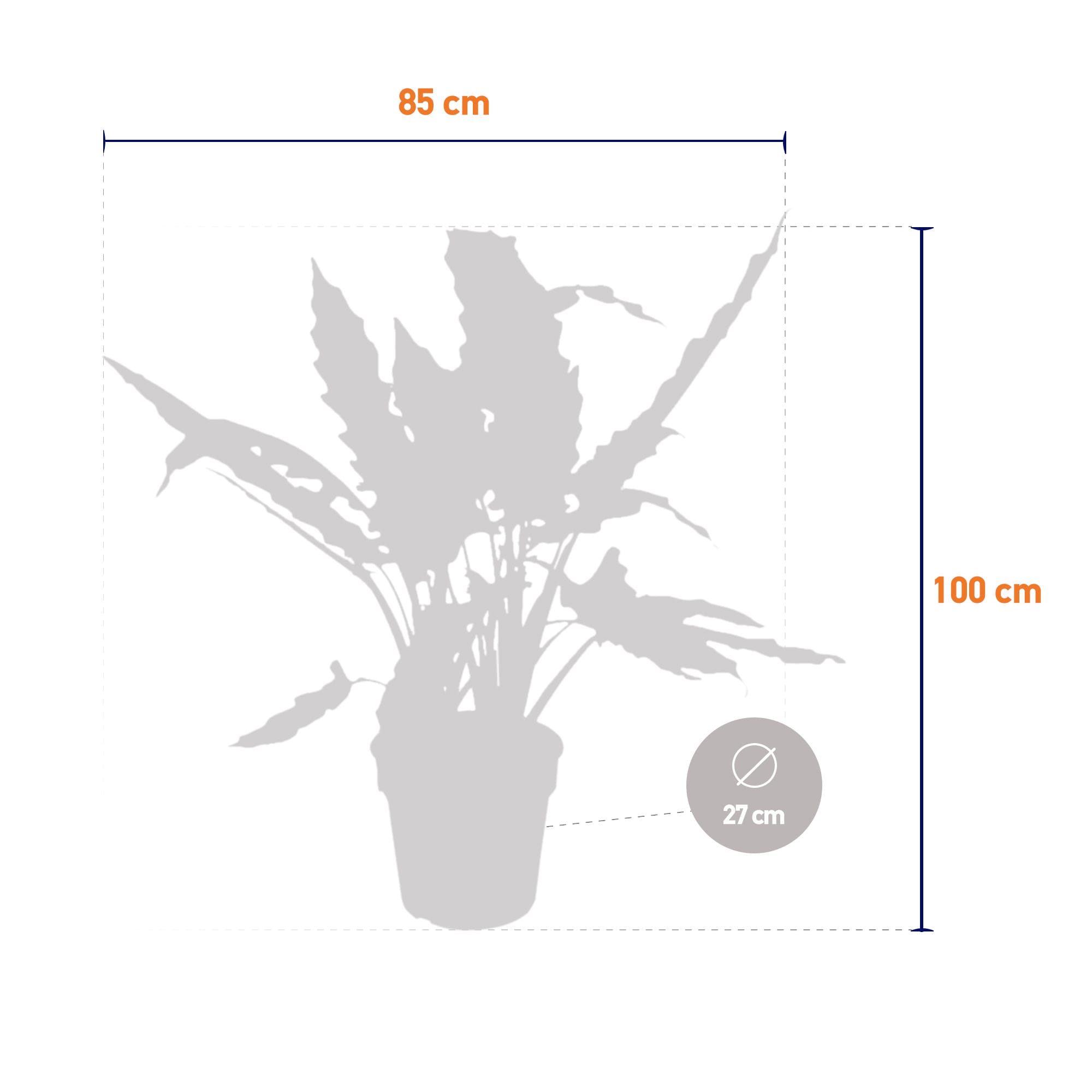 Alocasia Lauterbachiana ↑ 100 cm ⌀ 27 cm - Afbeelding 6