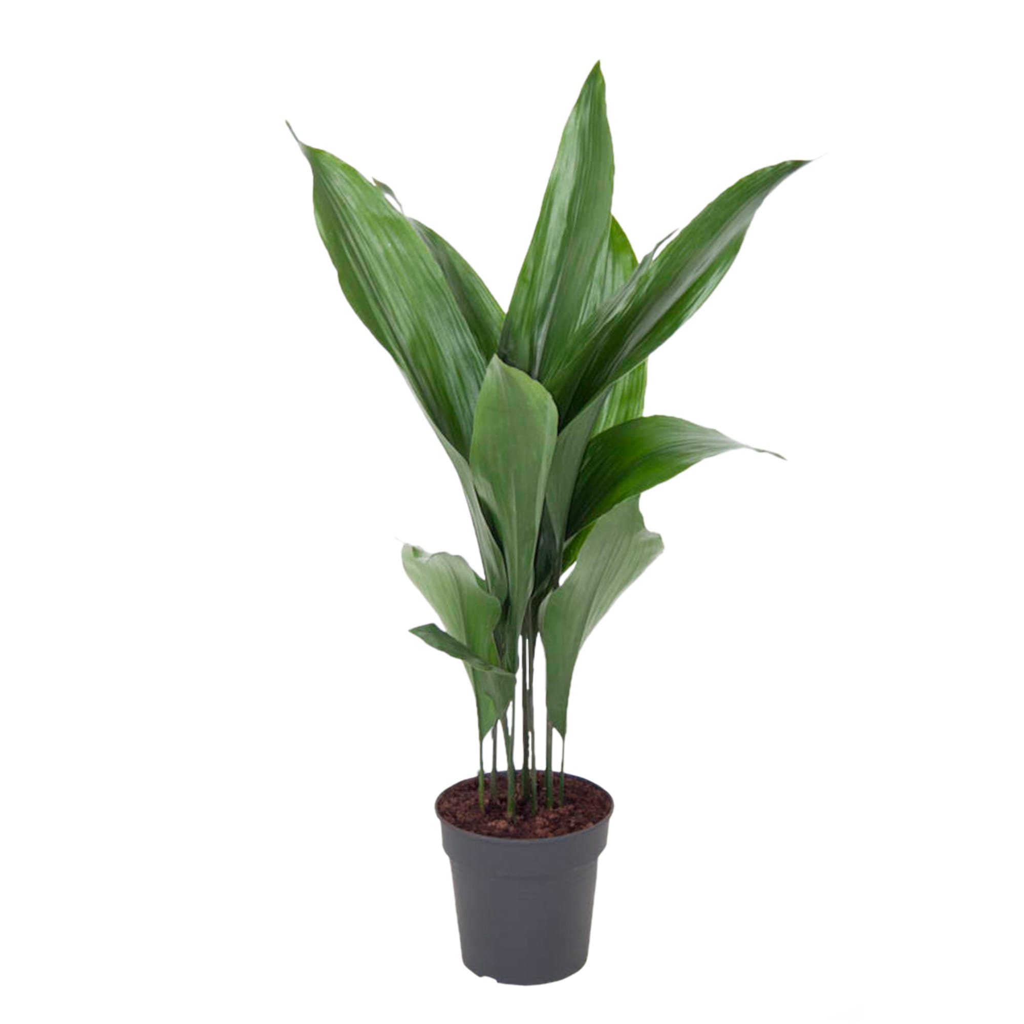 Aspidistra ↑ 85 cm ⌀ 19 cm