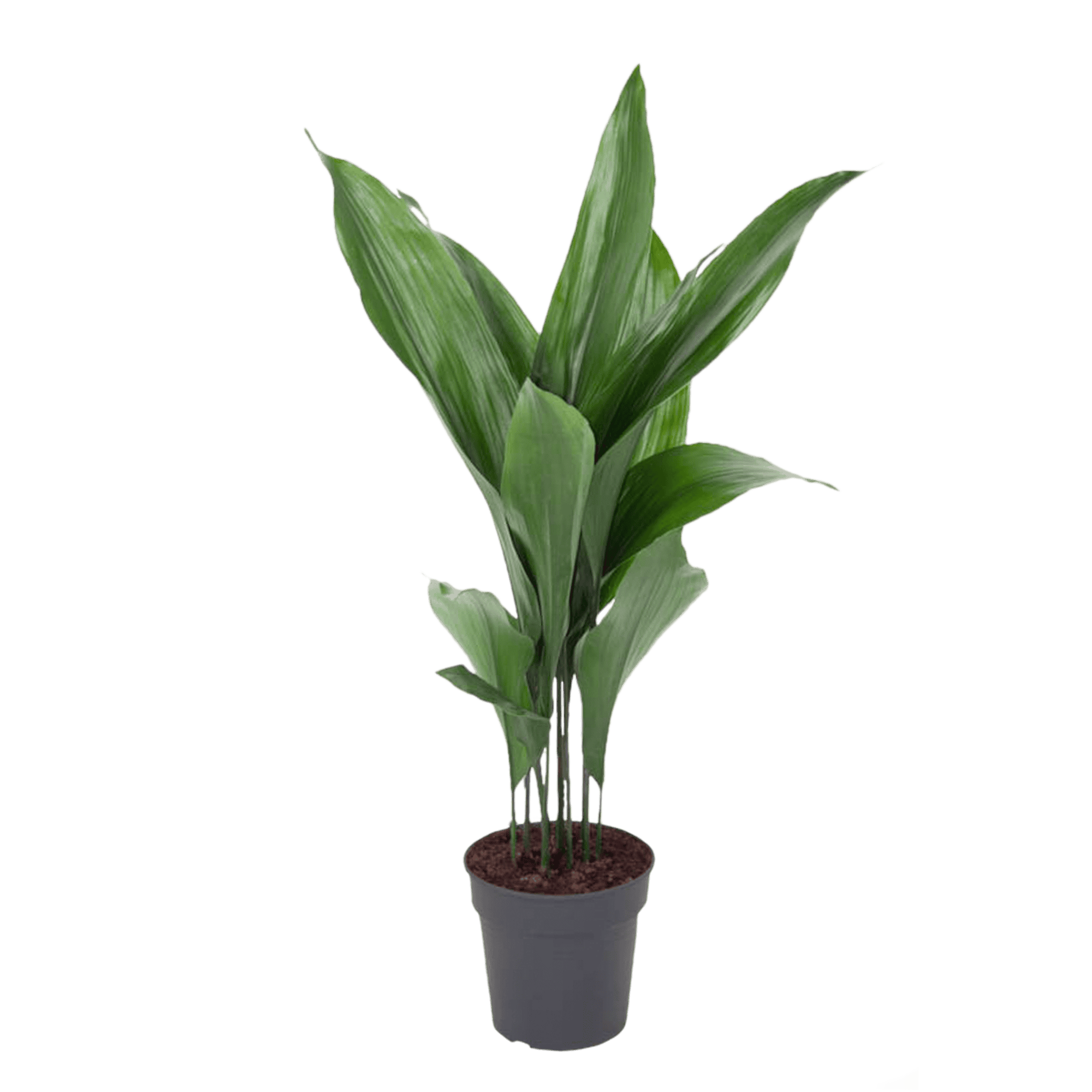 Aspidistra ↑ 85 cm ⌀ 19 cm - Afbeelding 3