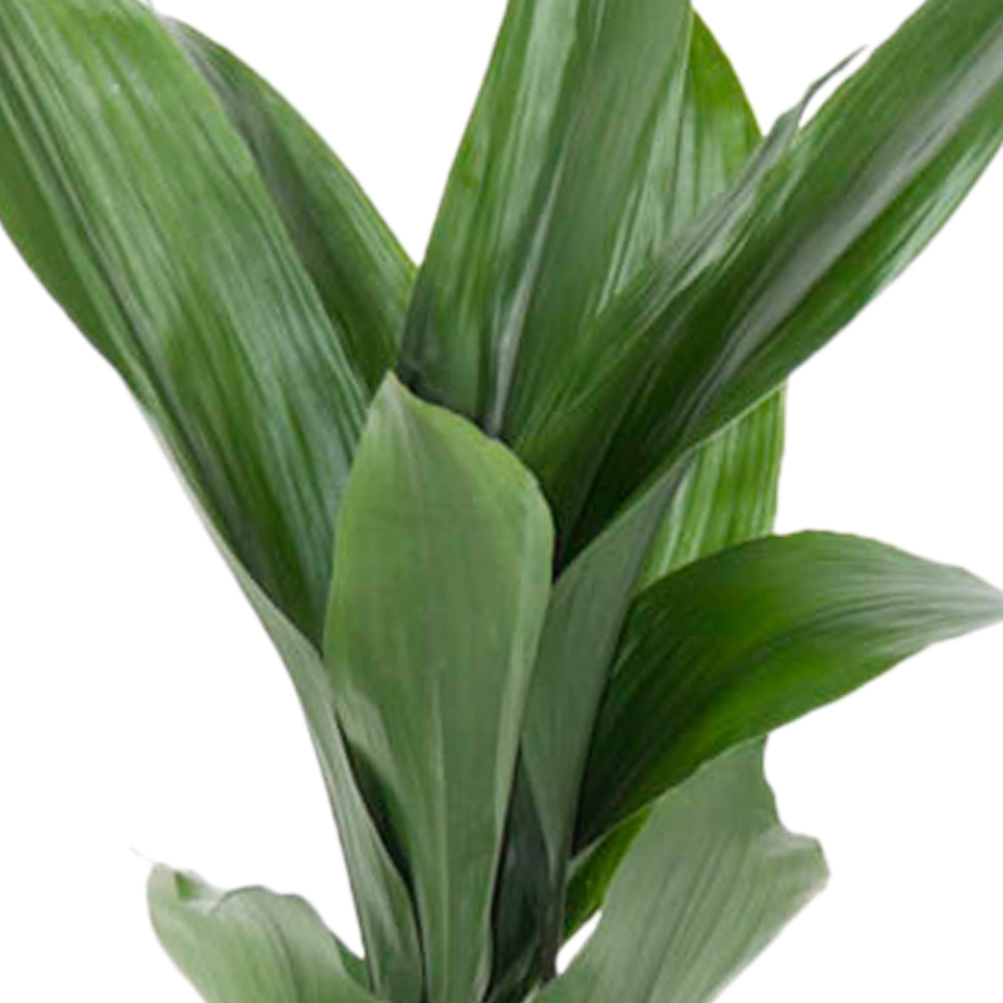 Aspidistra ↑ 85 cm ⌀ 19 cm - Afbeelding 4